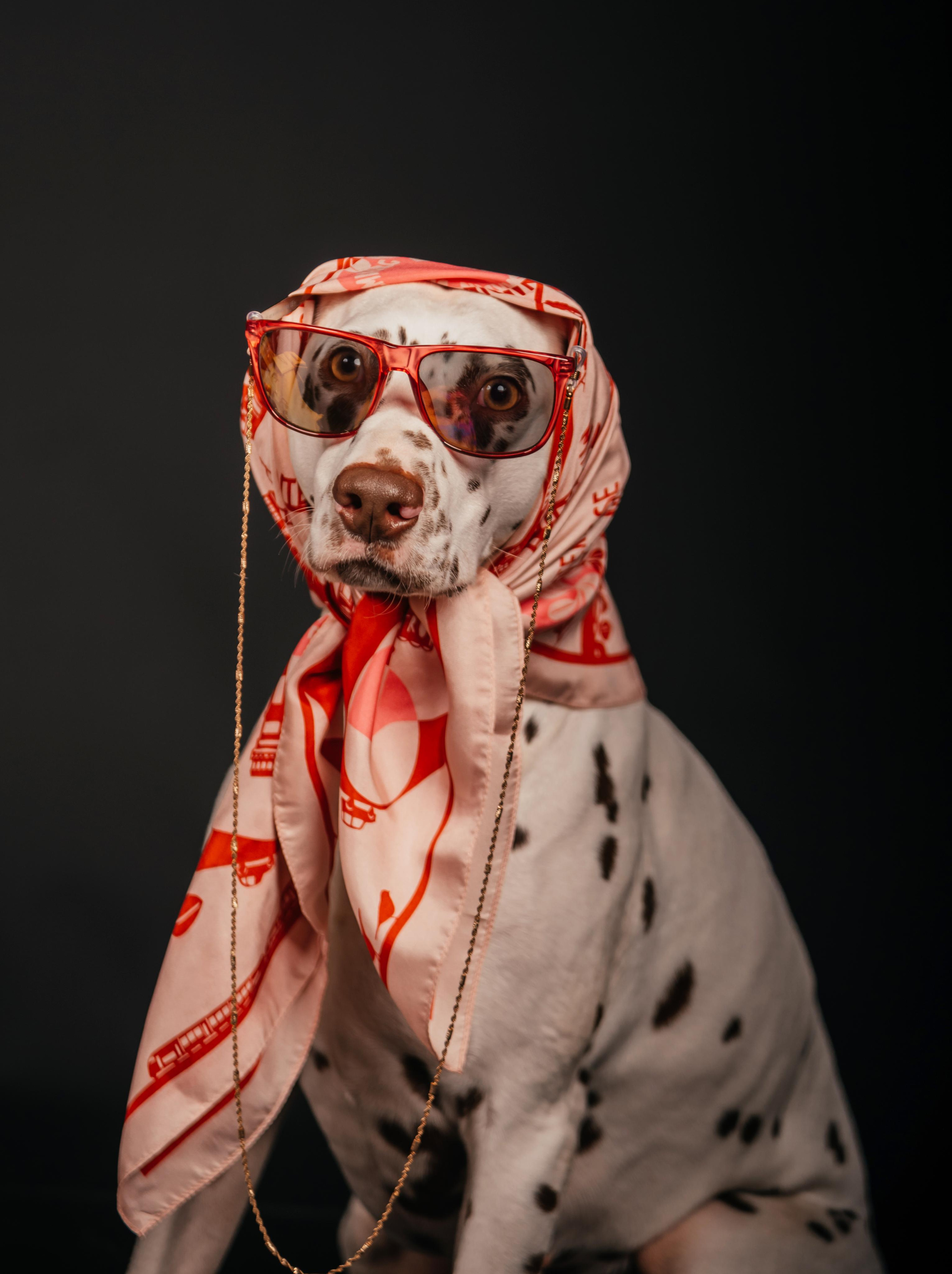 Fashion INTEPRETATION in dogs. Photographer in Luxembourg Tanita
