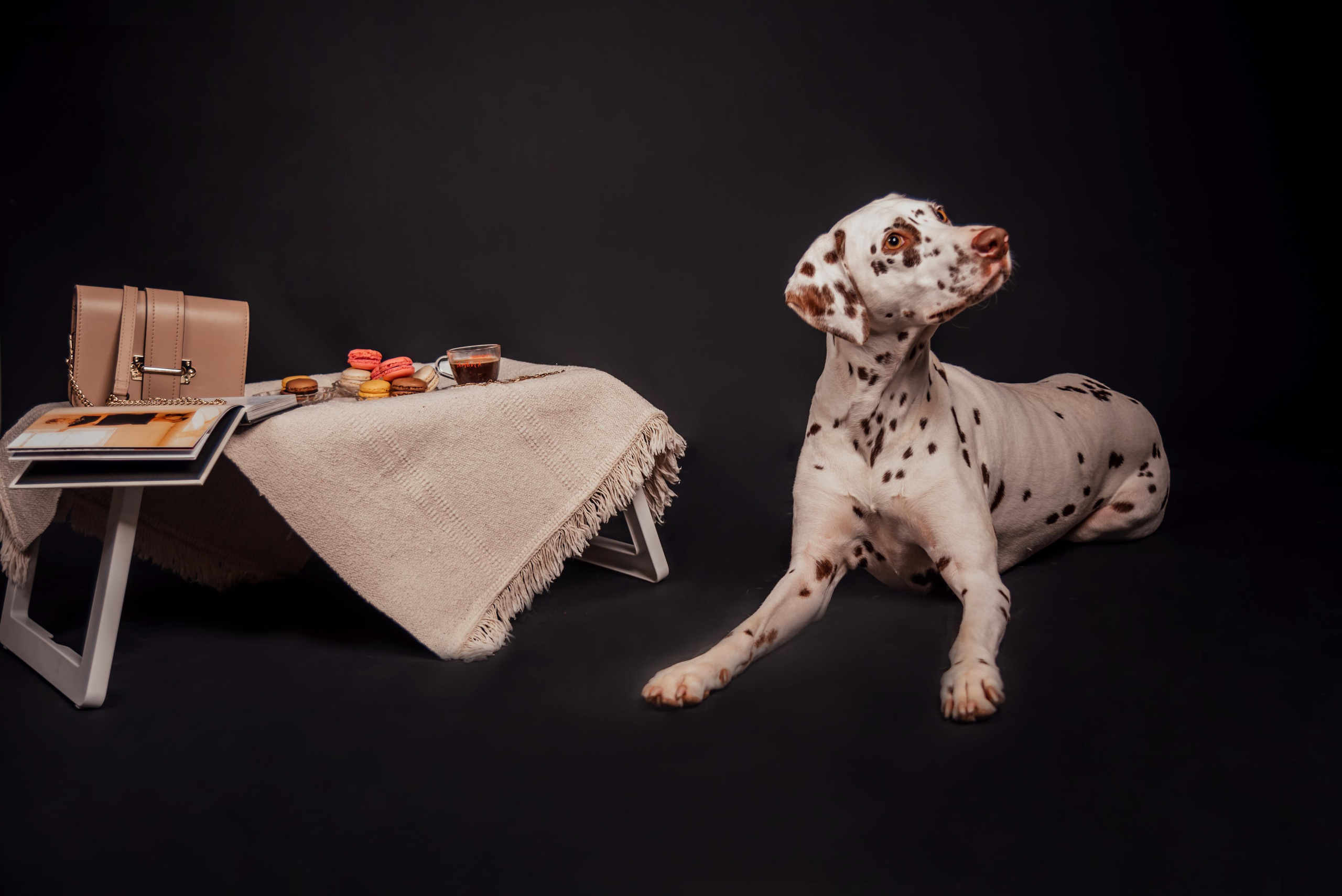 Fashion INTEPRETATION in dogs. Photographer in Luxembourg Tanita
