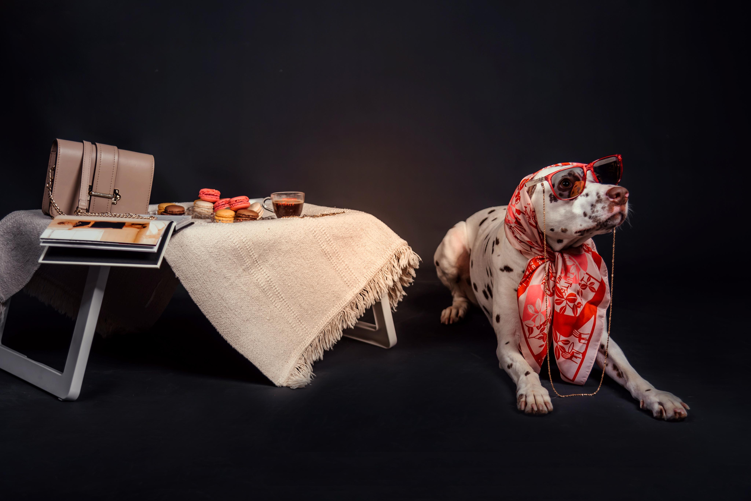 Fashion INTEPRETATION in dogs. Photographer in Luxembourg Tanita
