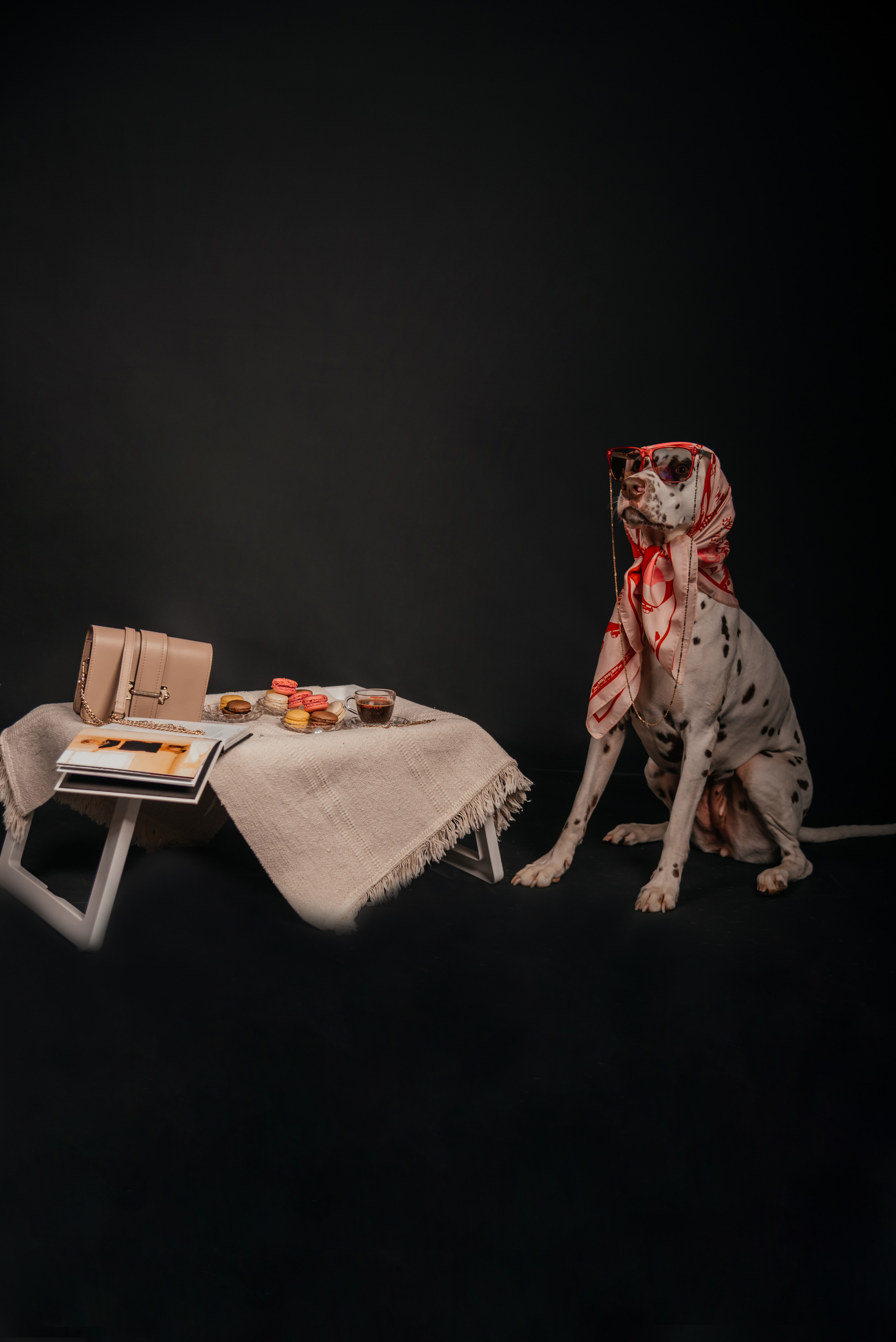 Fashion INTEPRETATION in dogs. Photographer in Luxembourg Tanita