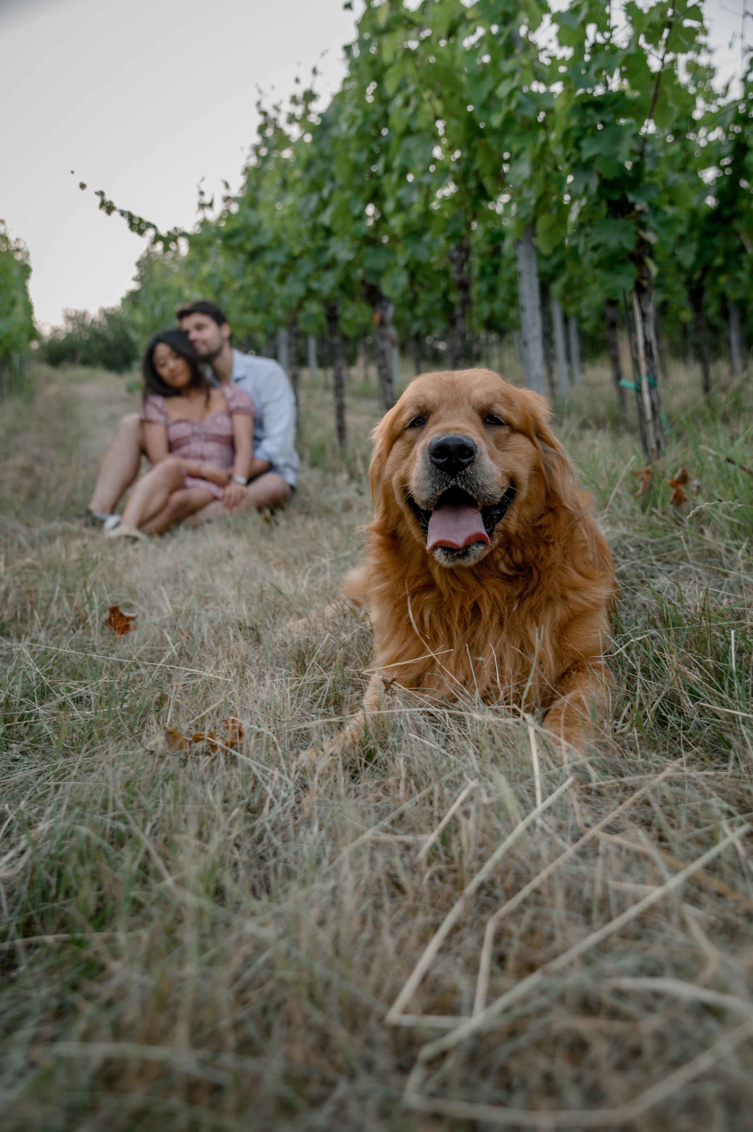 Story about love&dog in Moselle. Photographer in Luxembourg Tanita