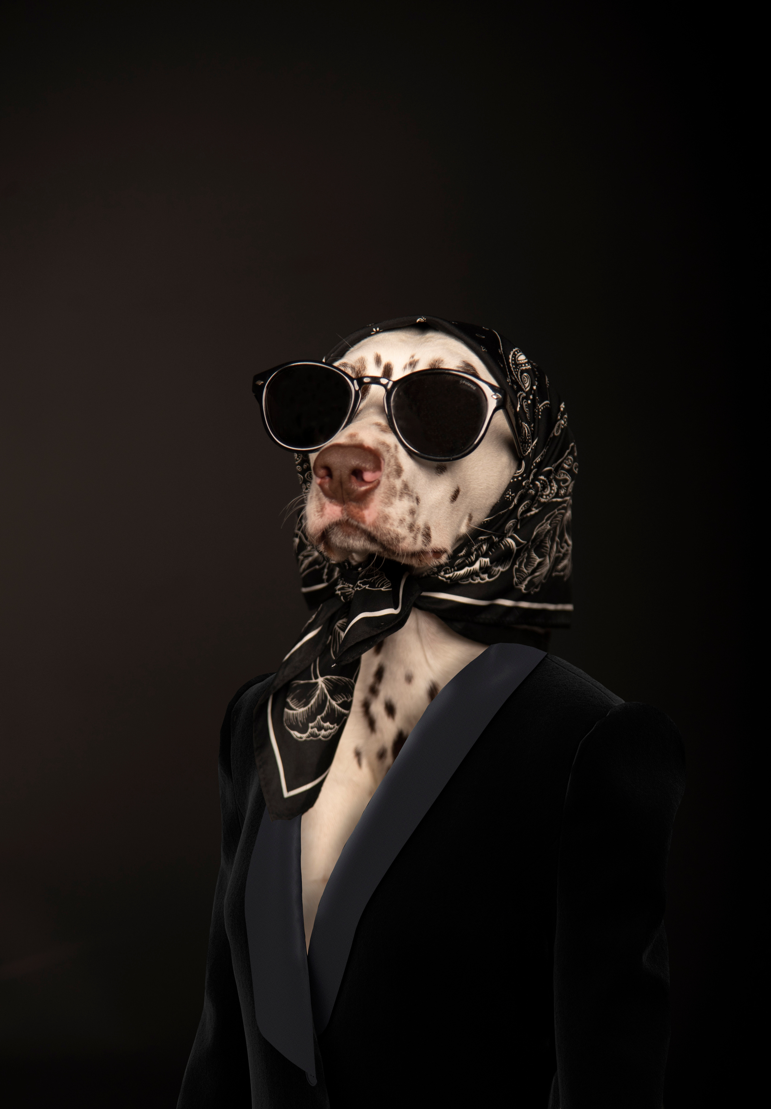 Fashion INTEPRETATION in dogs. Photographer in Luxembourg Tanita