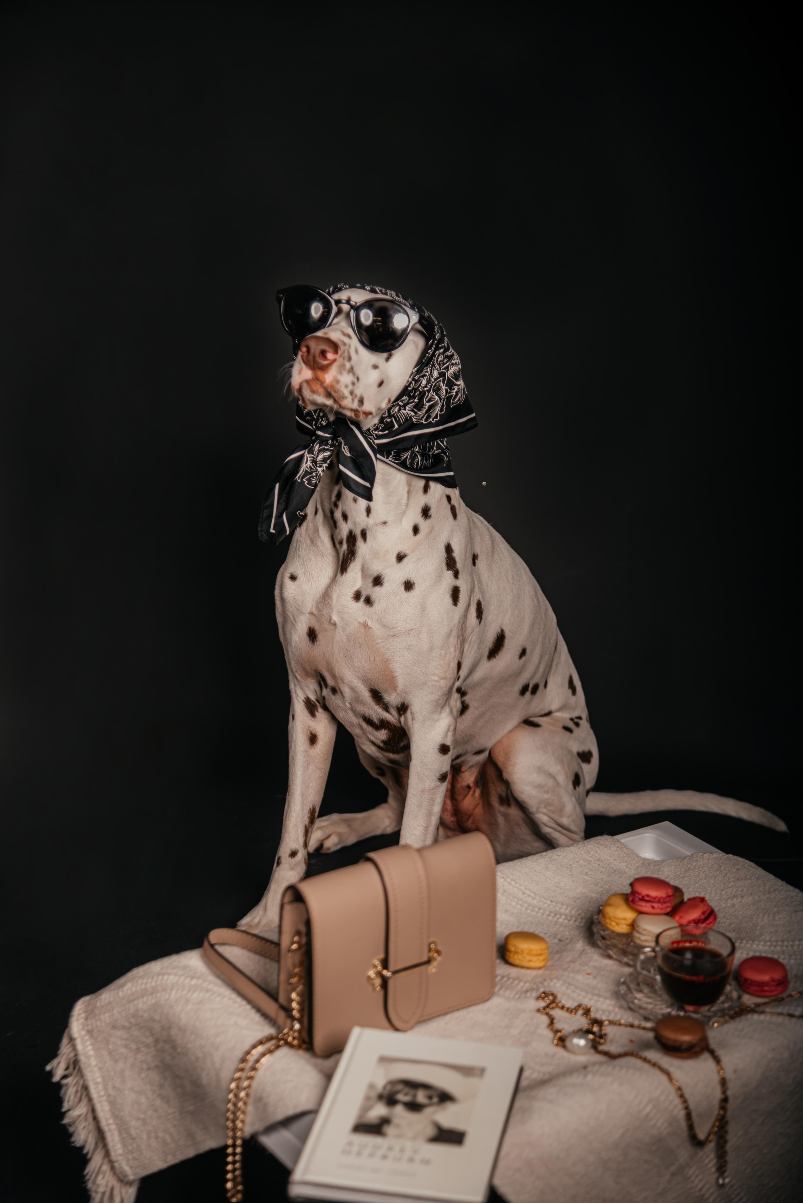 Fashion INTEPRETATION in dogs. Photographer in Luxembourg Tanita