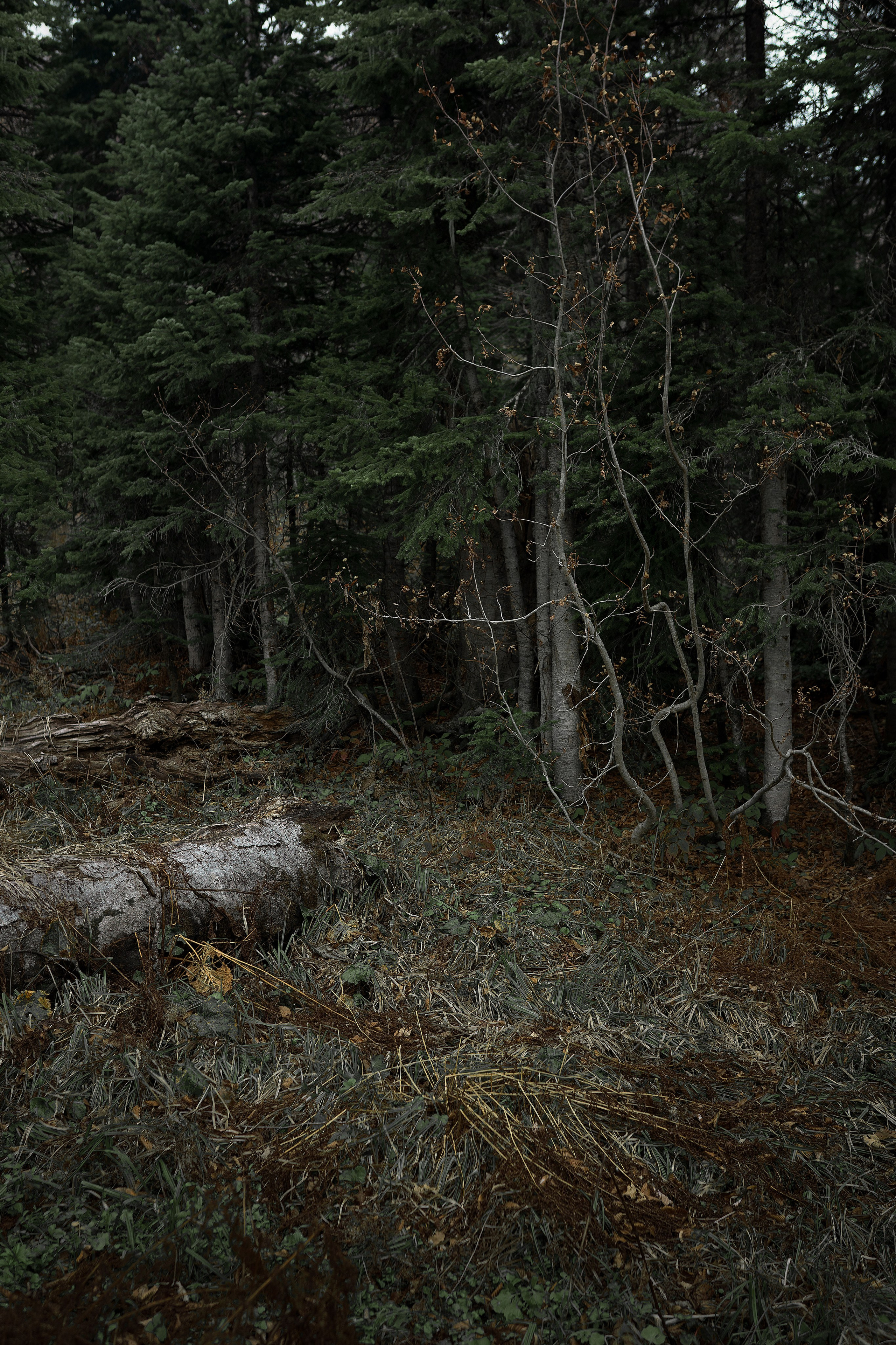 Bleak. Travel story Lago-Naki. Sasha Veideman Photo