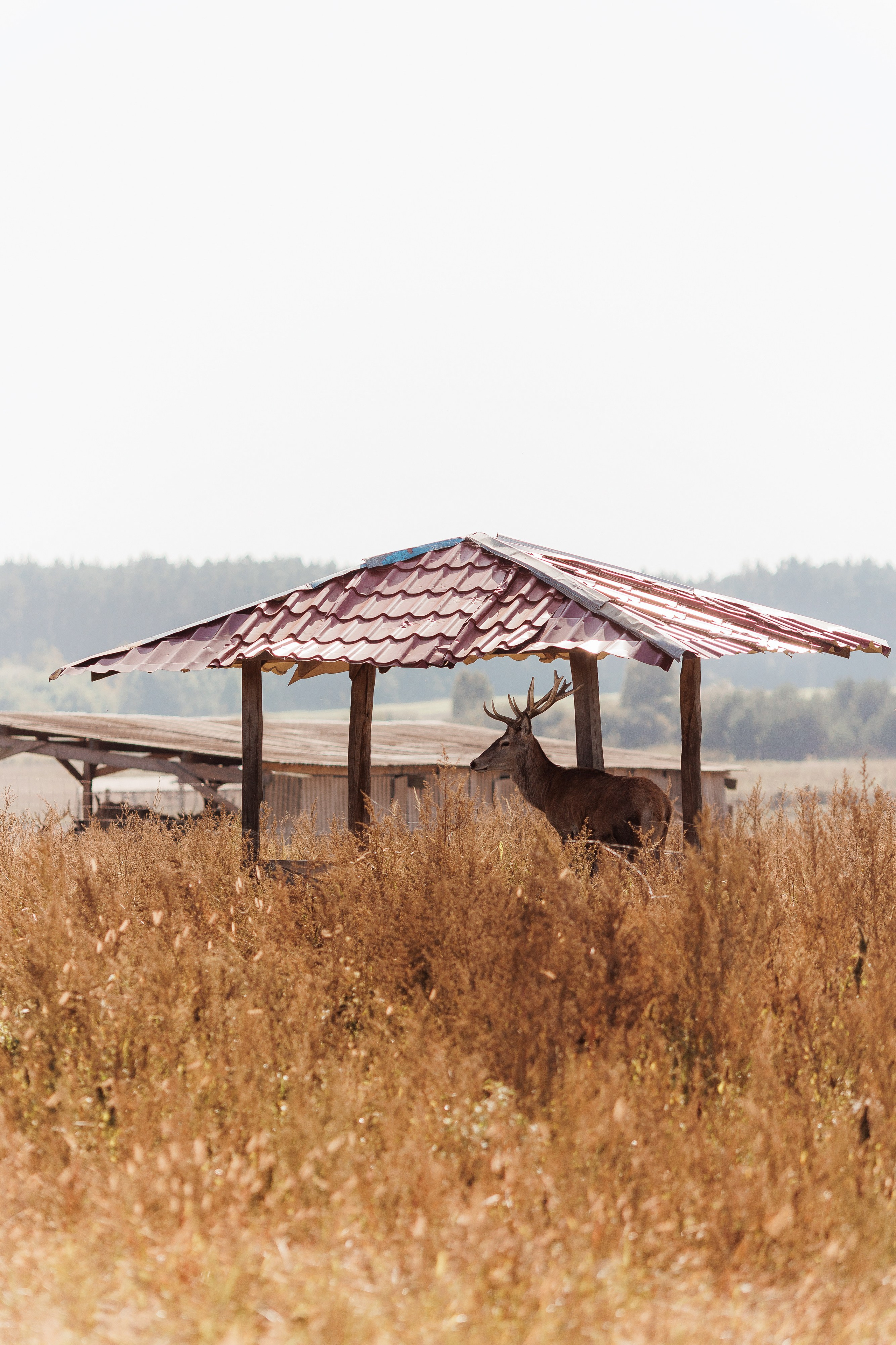 Екопарк Аміла. Ірина Терещук