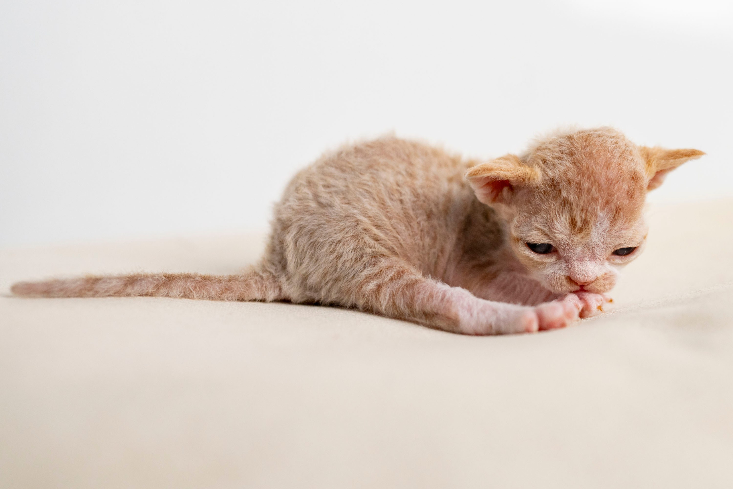 Kittens 11.23.23. Devon Rex Pixie Cattery