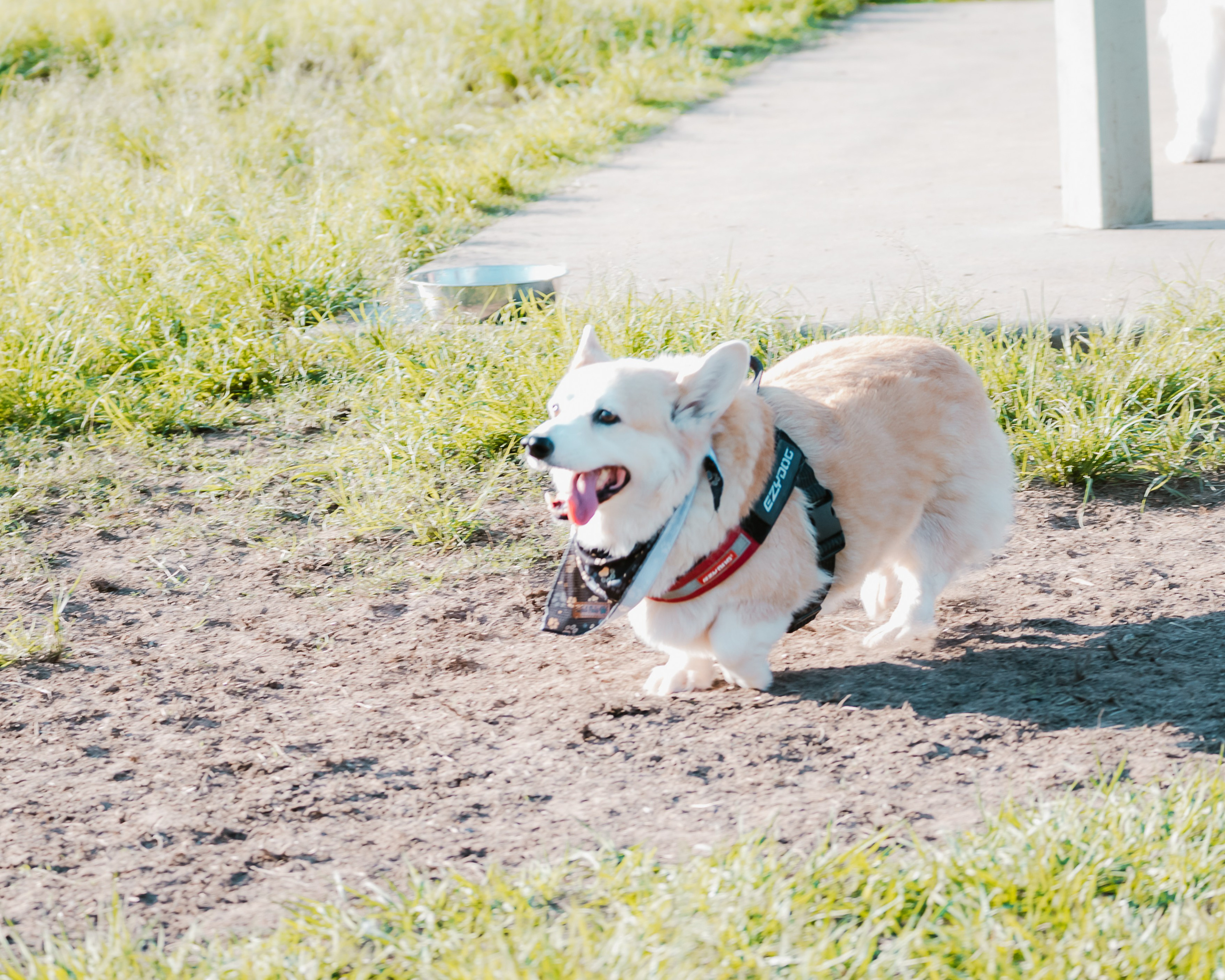 Dogs. Natural and candid photography Jean Santiago