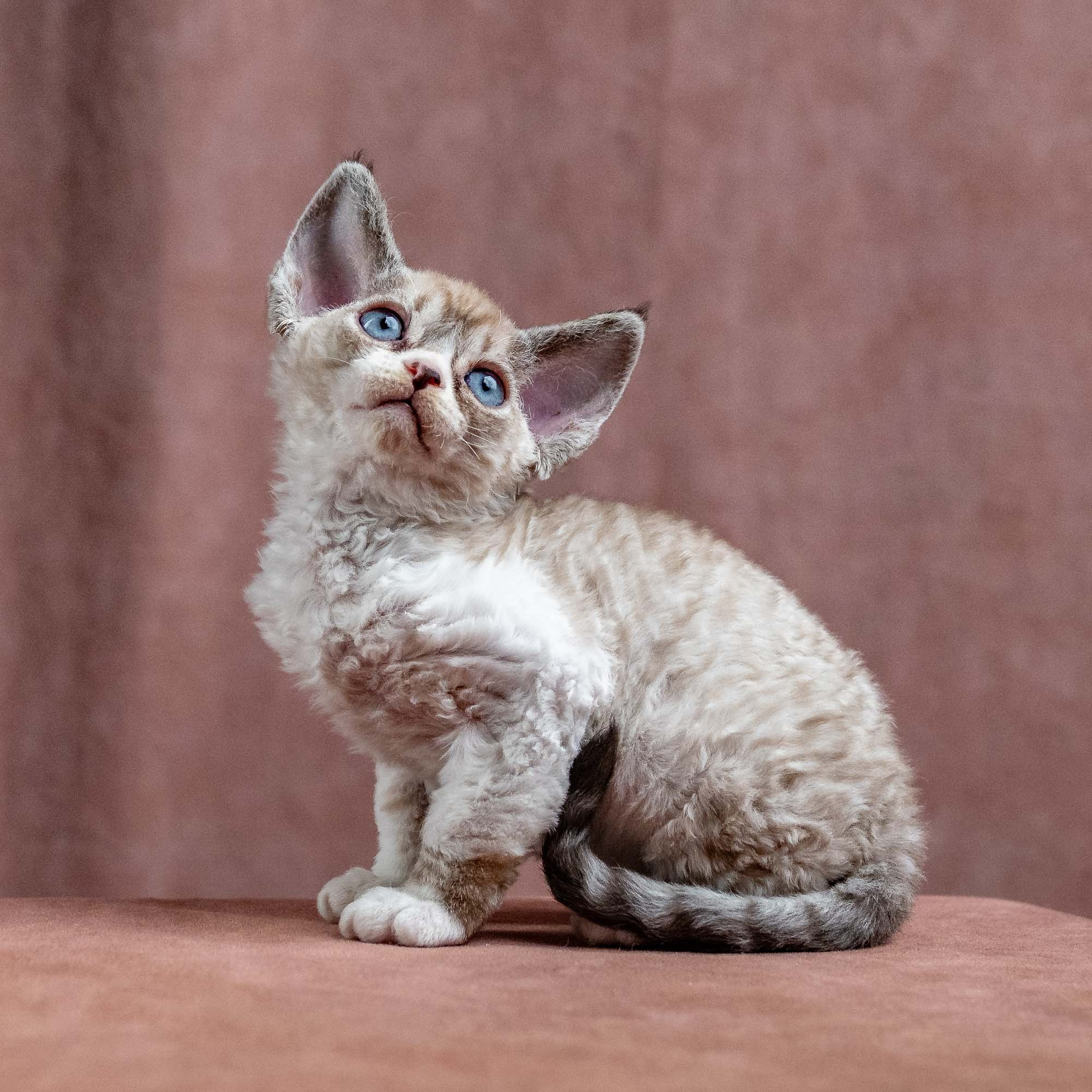 Kai, boy, born 07.02.2025. Devon Rex Pixie Cattery