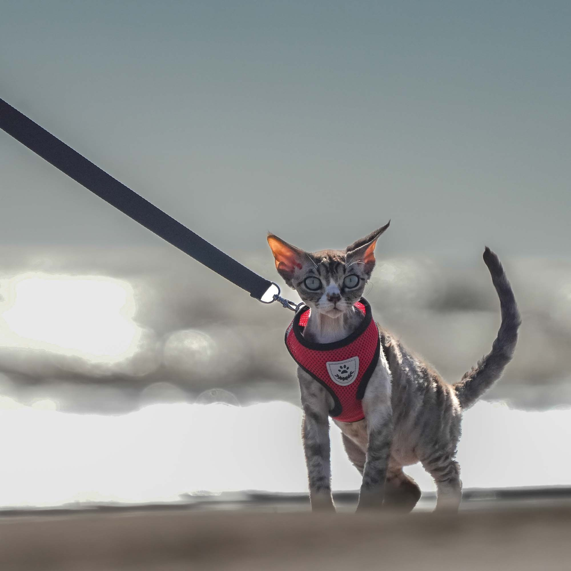 Kasia,  girl, born 07.02.2025. Devon Rex Pixie Cattery