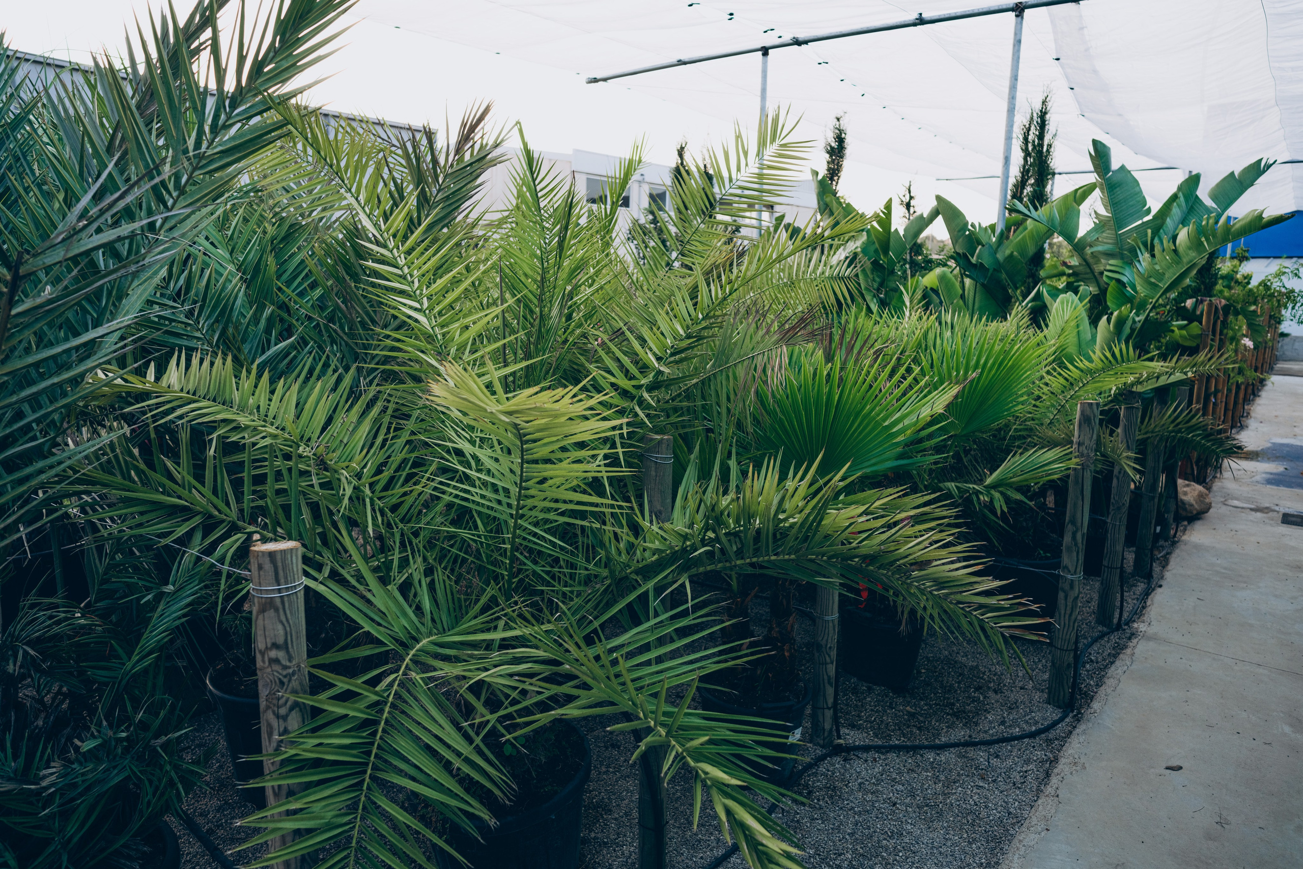 Centro Jardin. Photographer in Mallorca