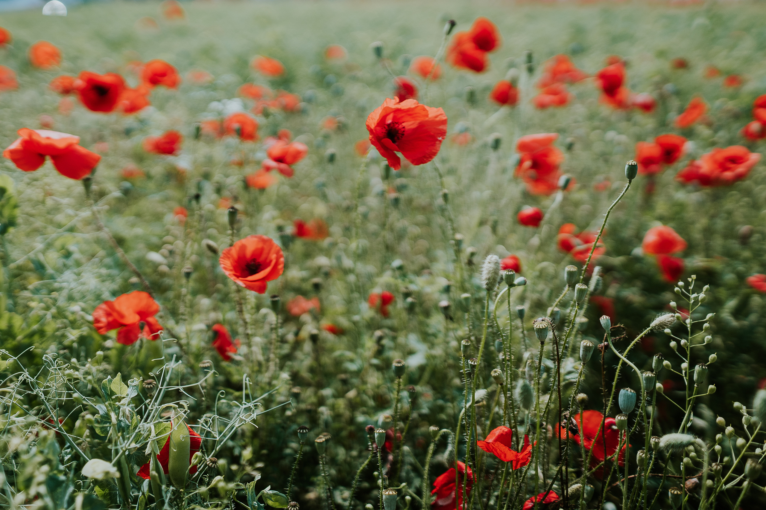 Nature. Фотограф в Праге Анна Лебедева
