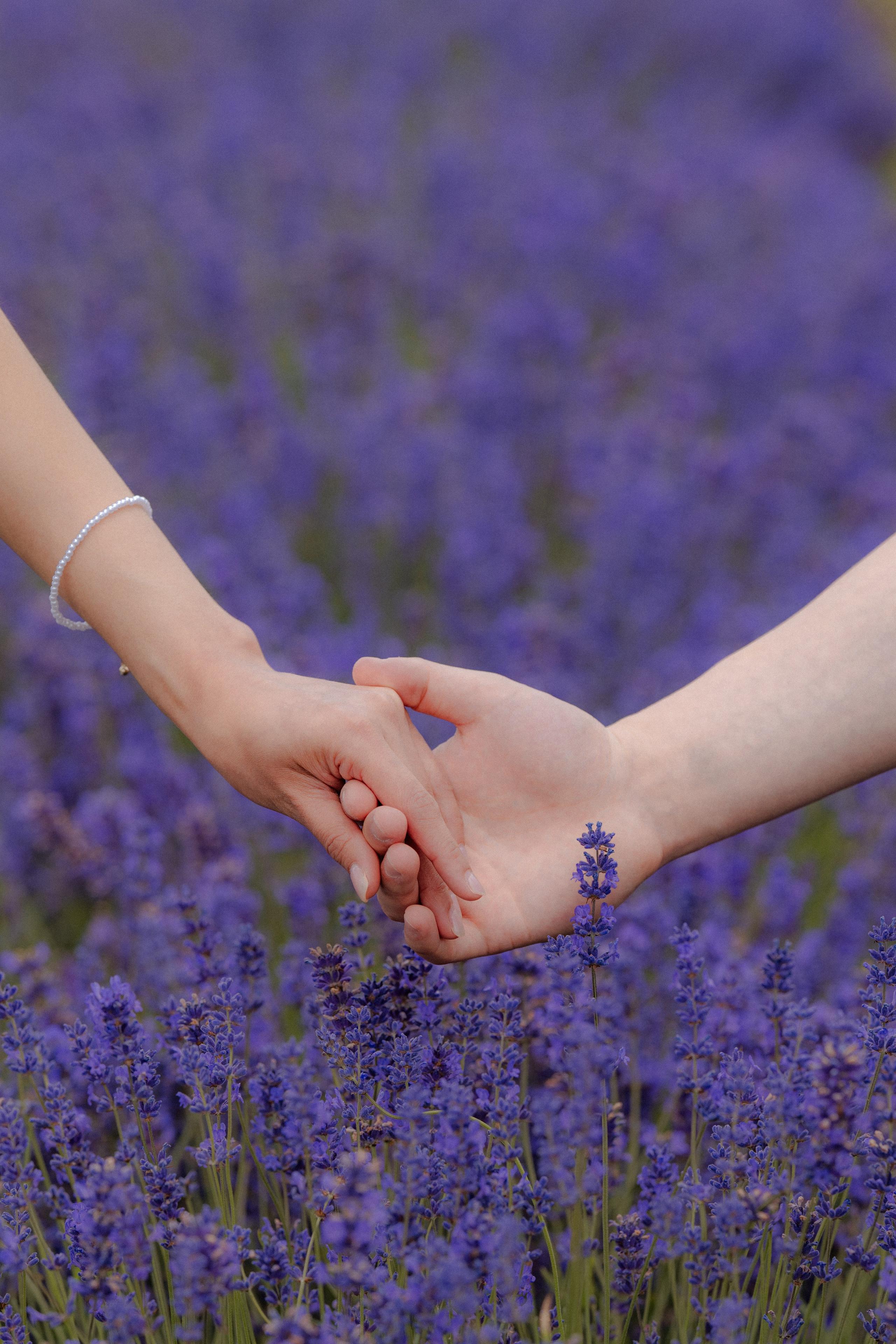A & M Lavender farm. Tania Gandrabur, photographer in West Midlands, England