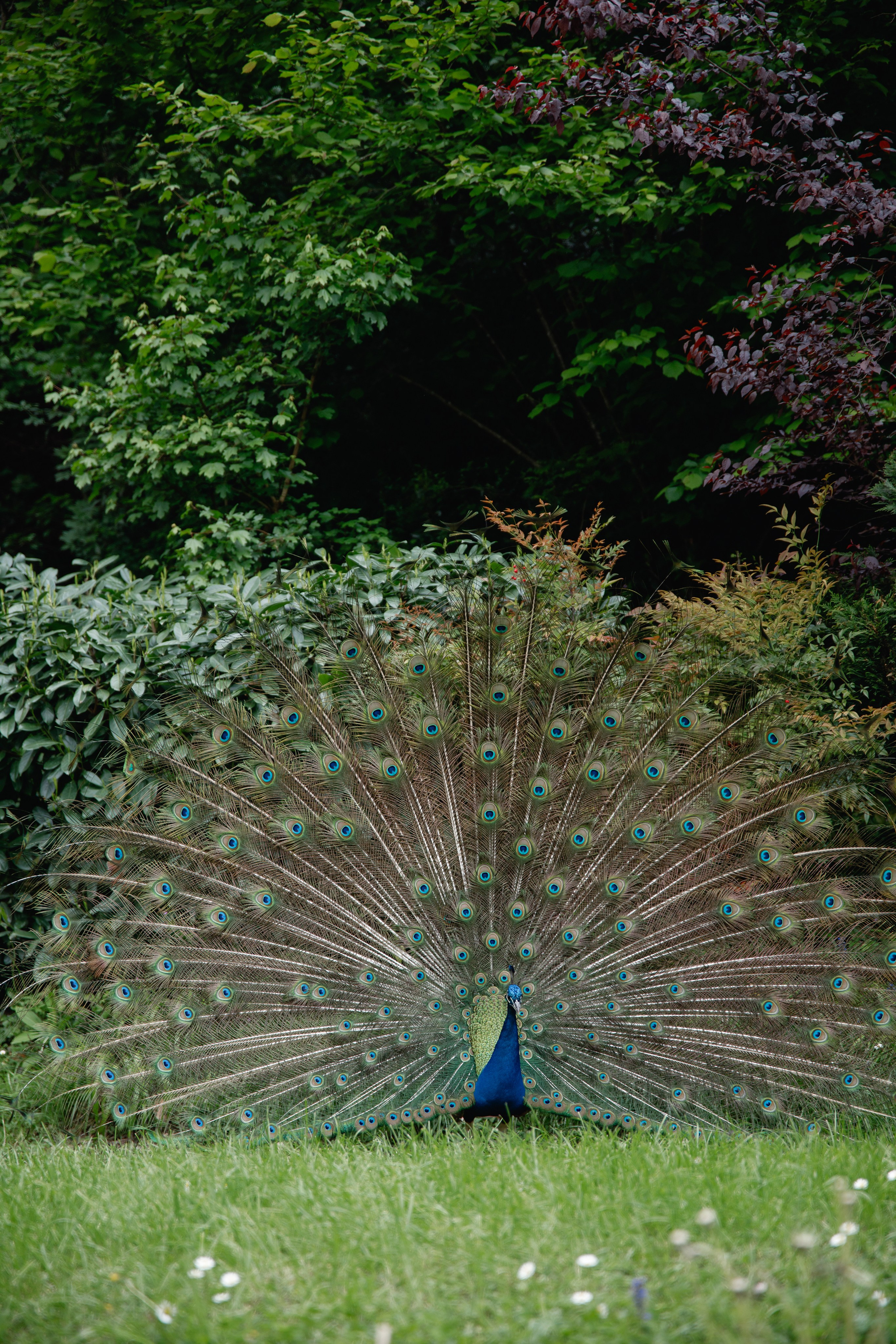 Wedding Photographer Italy, Tuscany, Como, Amalfy, Puglia, Sicily. Wedding Photographer Rome Tuscany Como Sicily Puglia Amalfy Italy- Oksana Savenchuk