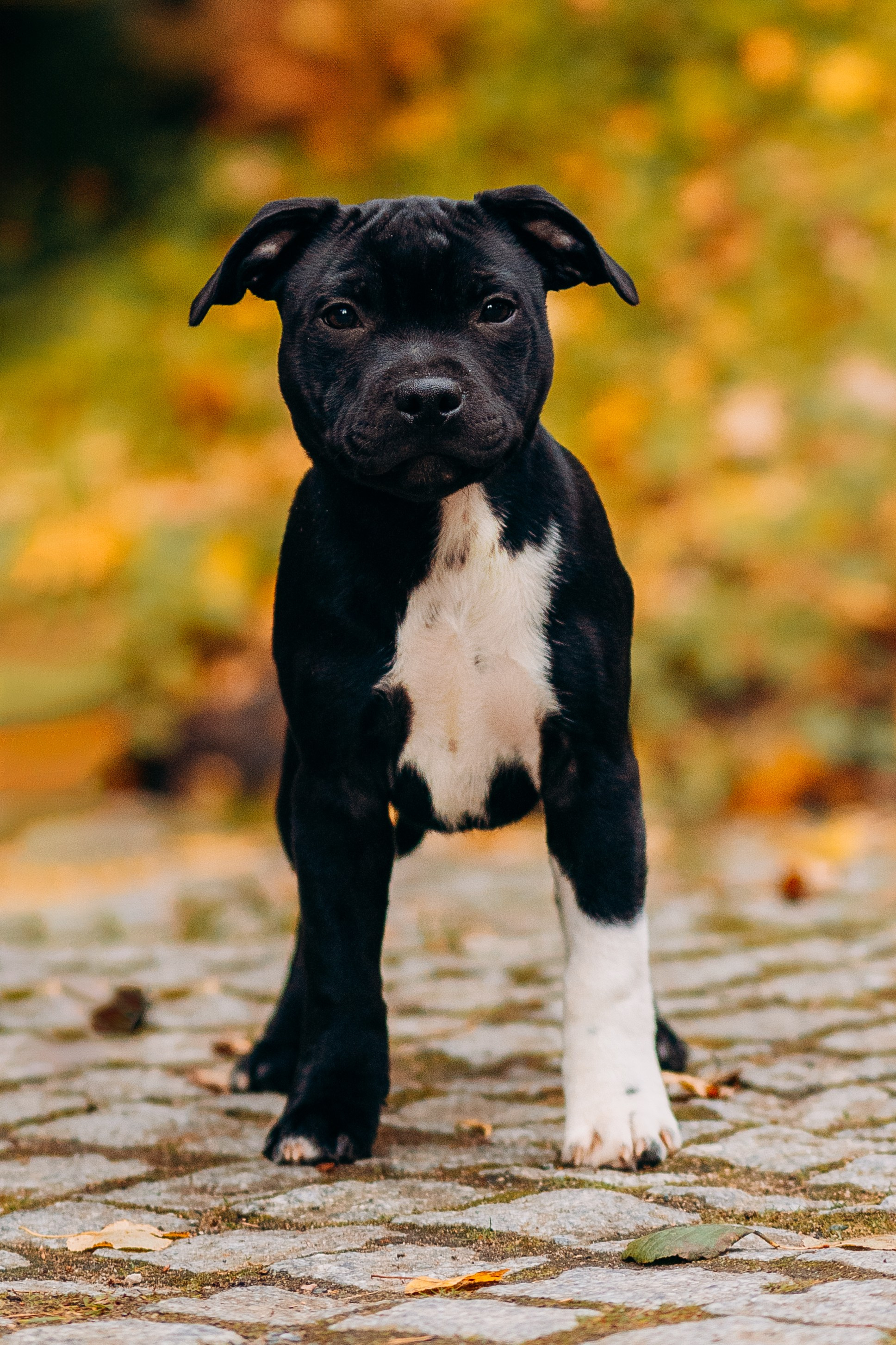 Staffordshire Bull Terriers Meetup. Kat Laisaar — Pet photographer in Tallinn