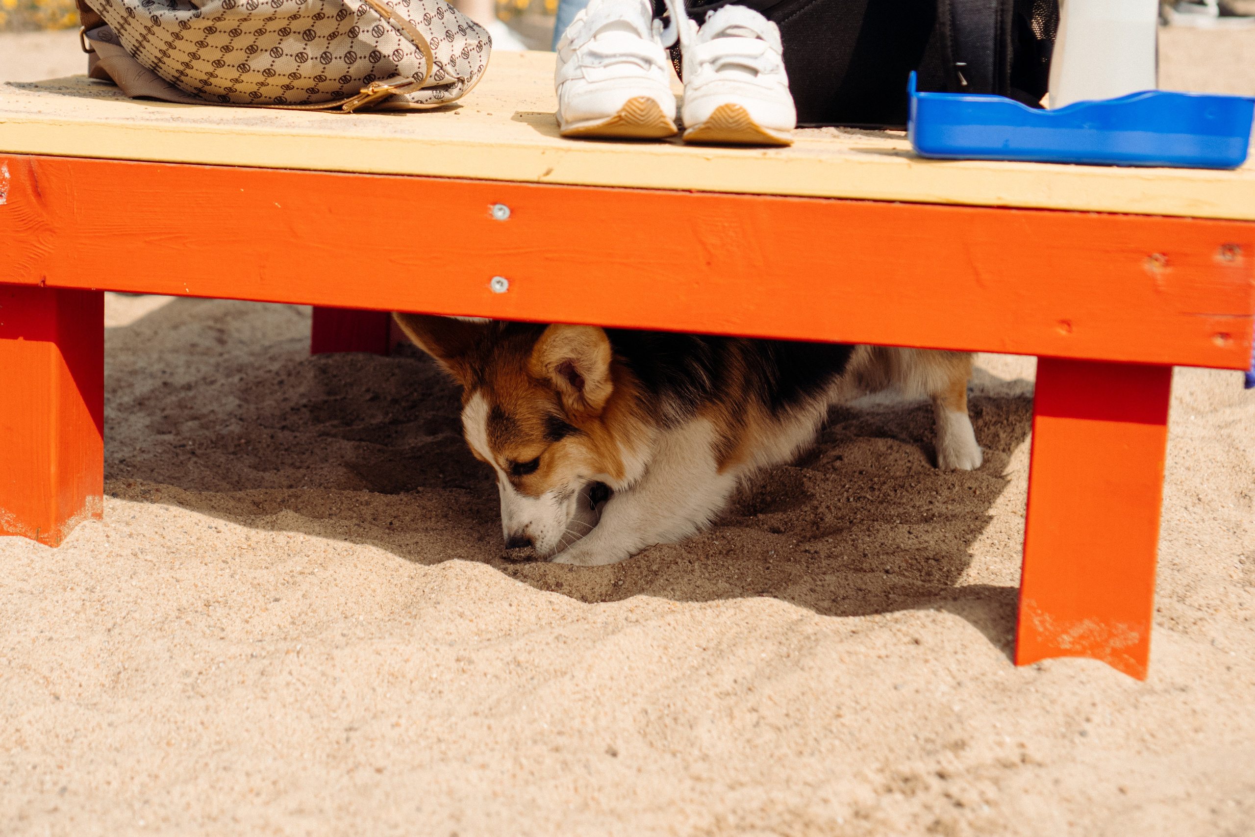 Corgi party, 18 apr. 2025. Kat Laisaar — Pet photographer in Tallinn