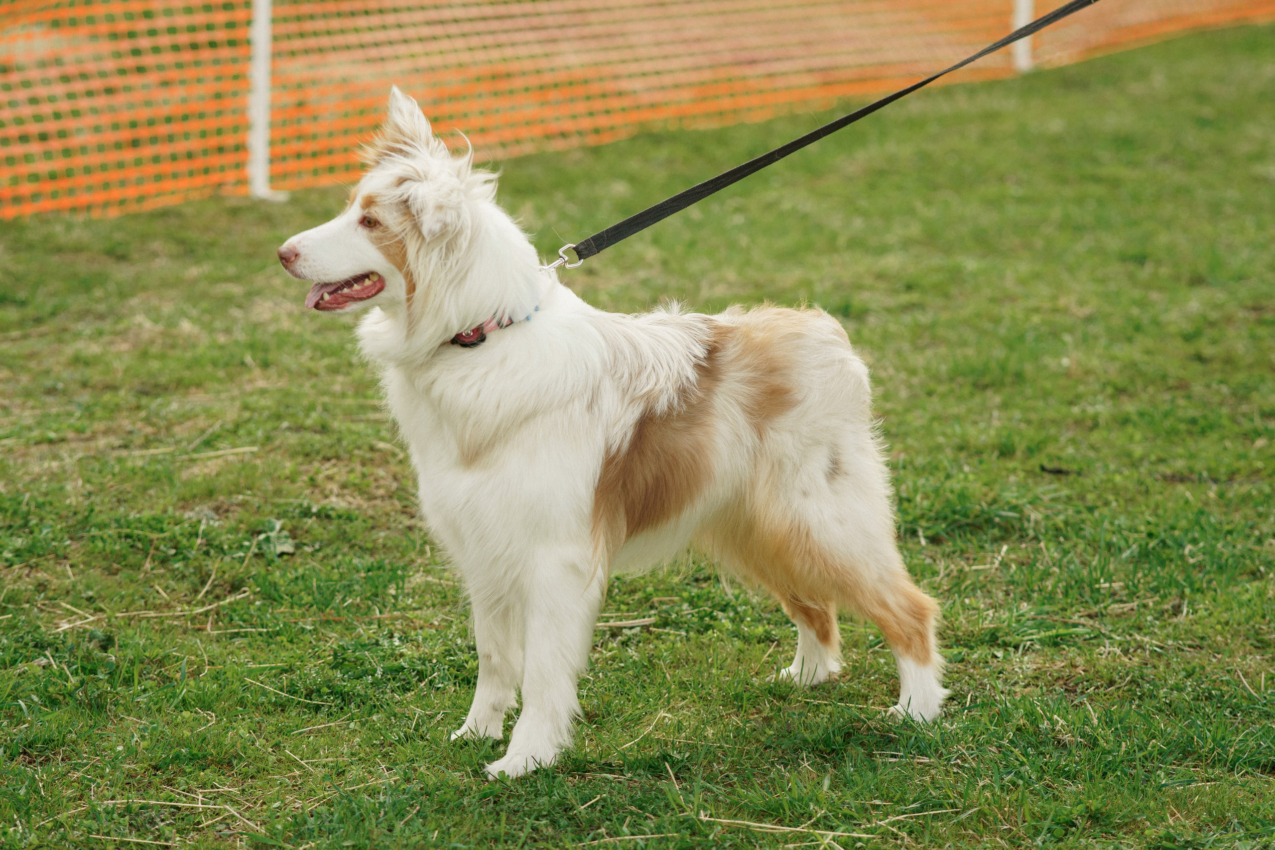 Herding Days, 26 apr. 2025. Kat Laisaar — Pet photographer in Tallinn