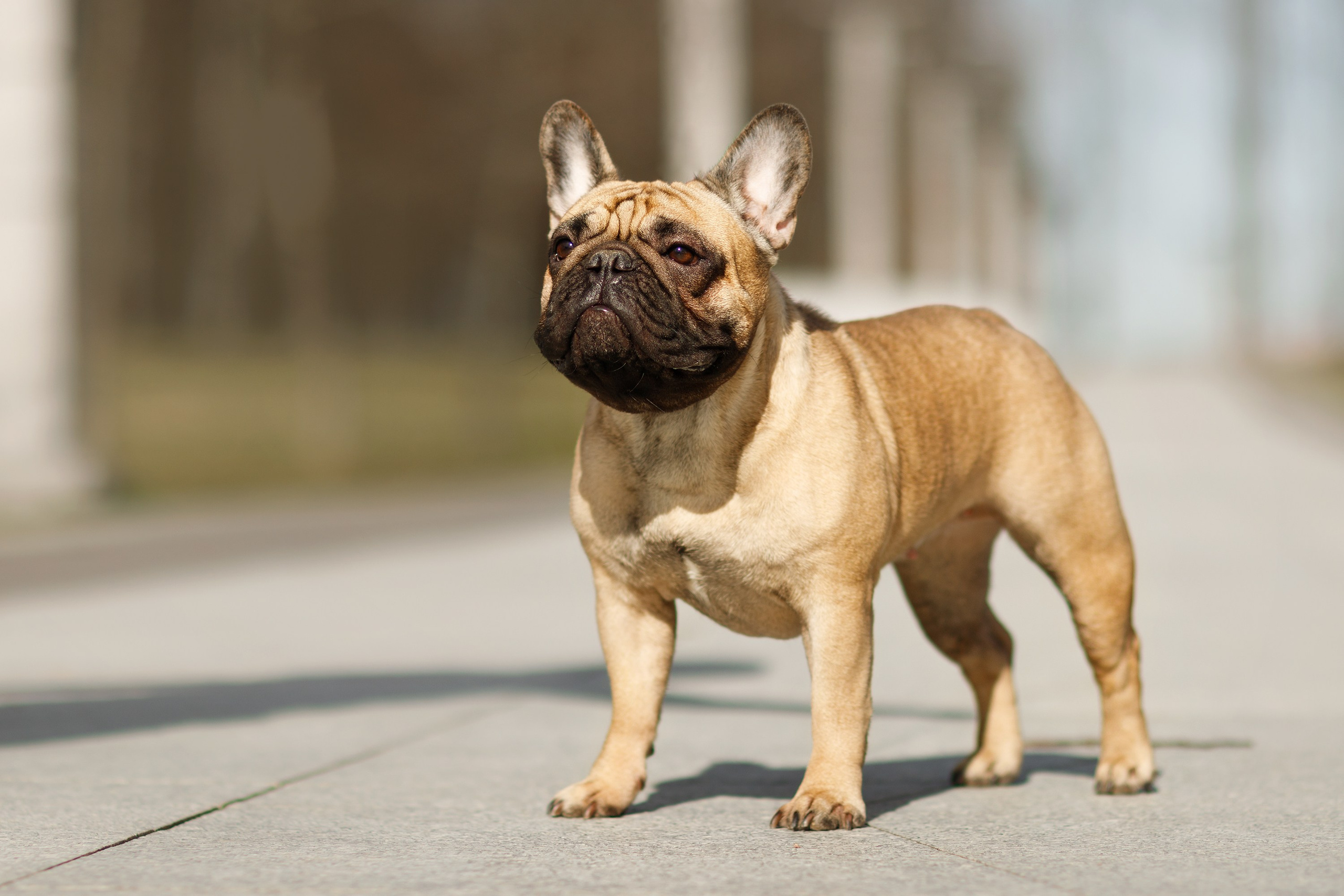 Autumn photo day for dog handler. Kaja | fotograf we Wrocławiu | ludzie i psy