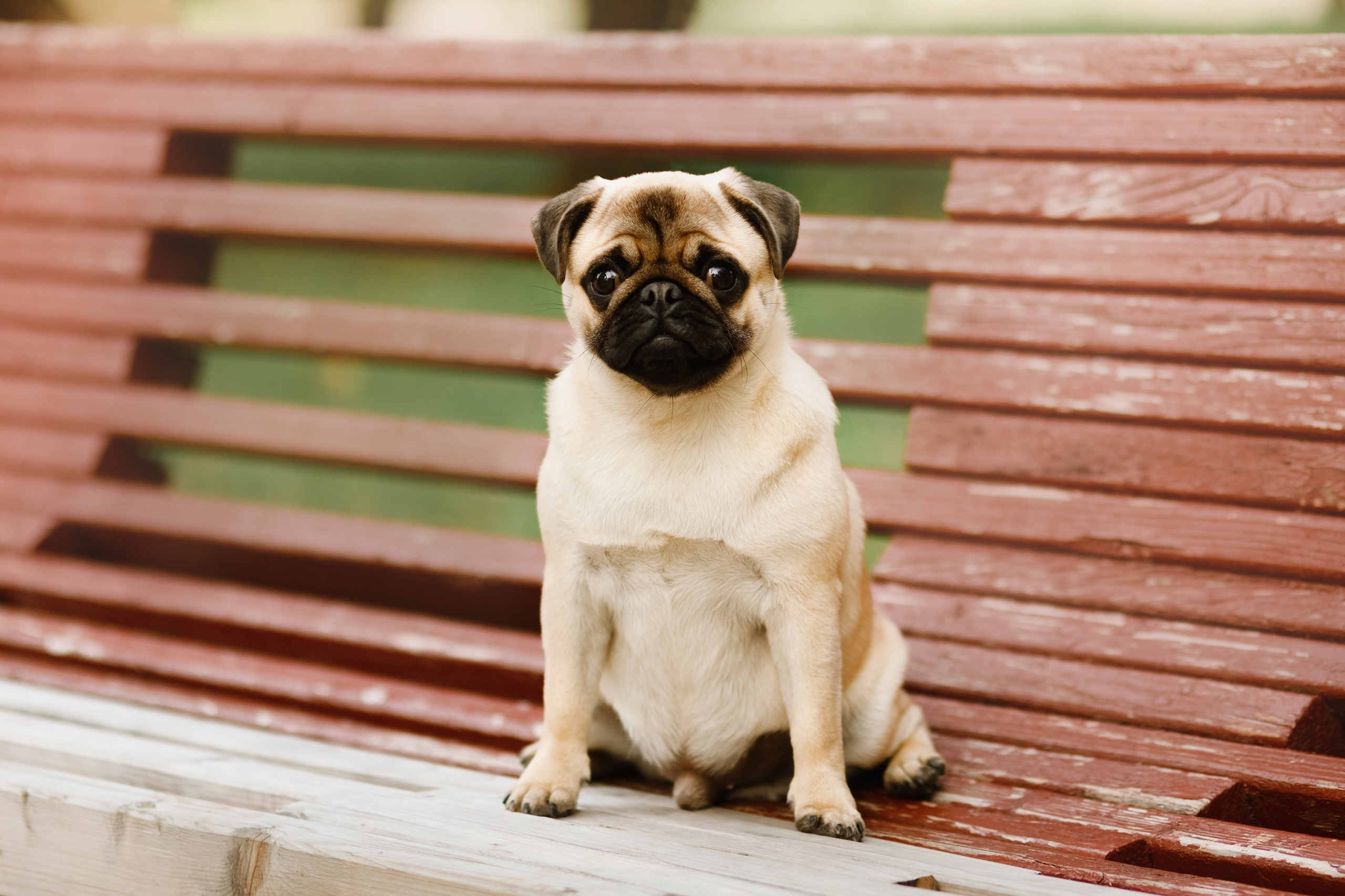 Summer photo day for dog handler. Kaja | fotograf we Wrocławiu | ludzie i psy
