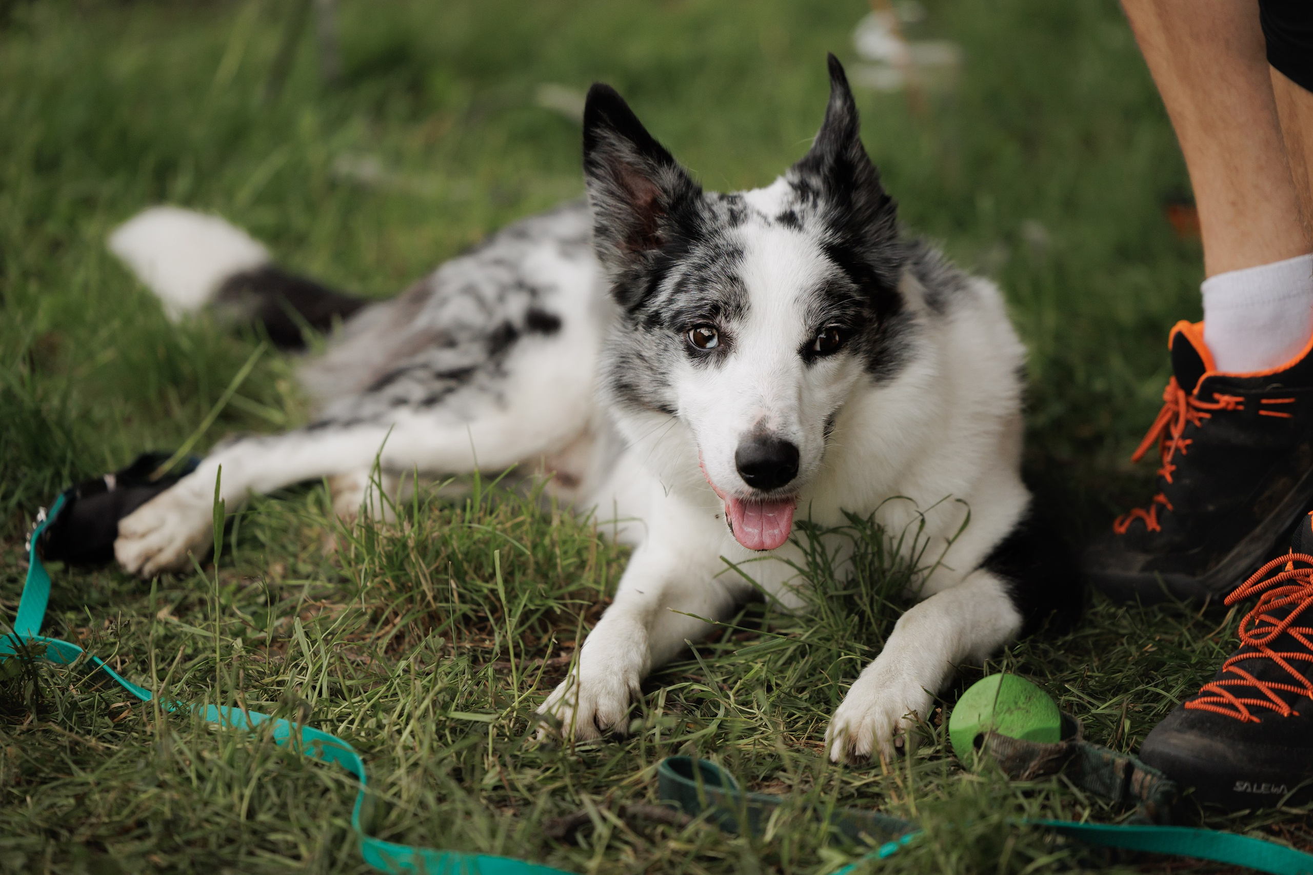Latające psy, Wrocław'25. Kaja | fotograf psów we Wrocławiu