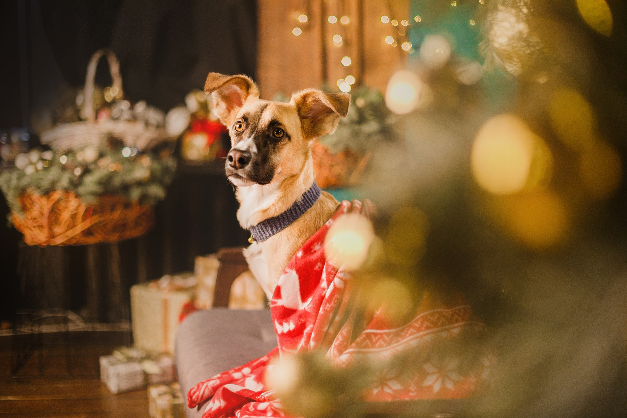 Lana, Edgar and Mucha | new year studio. Kaja | fotograf psów we Wrocławiu