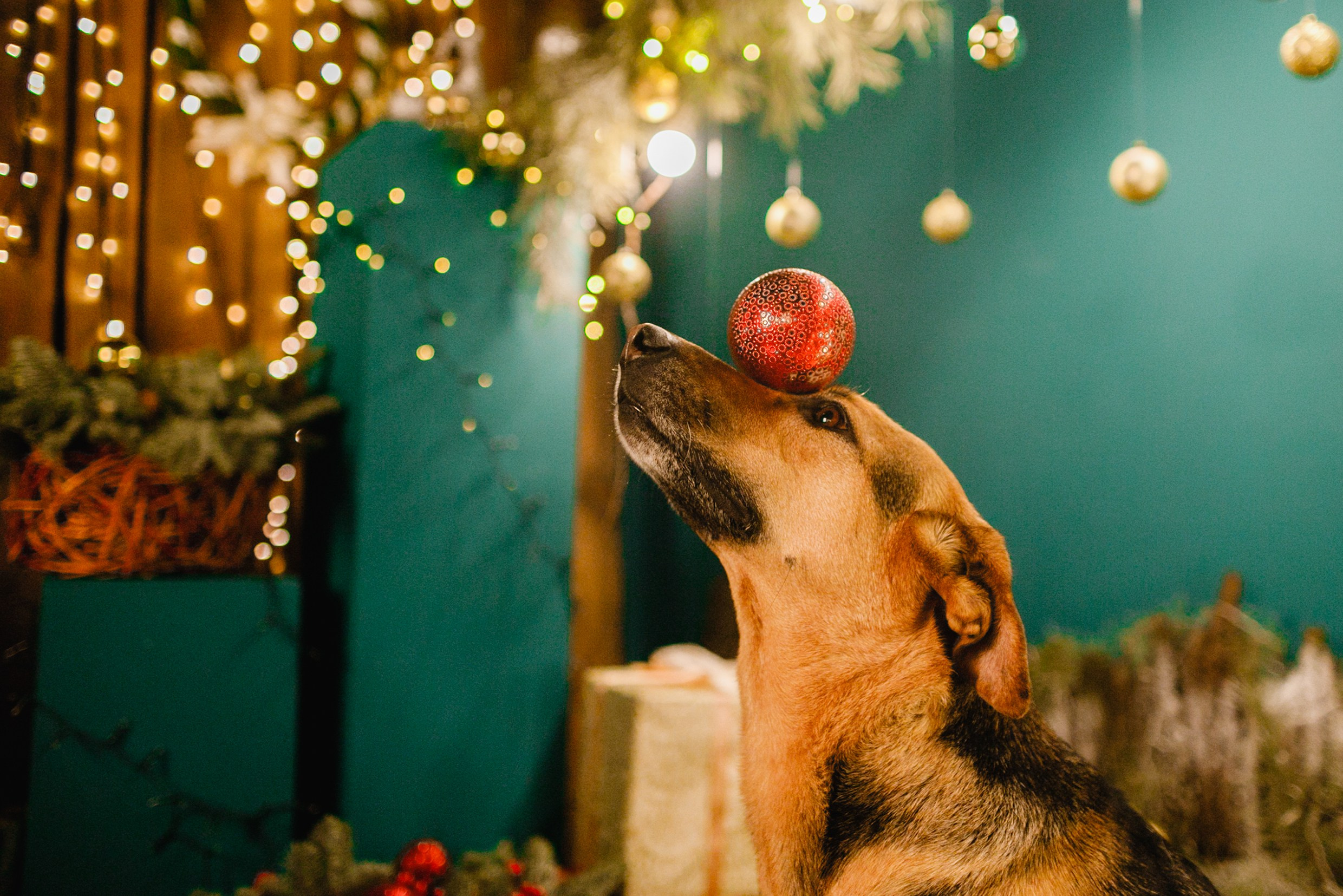 Lana, Edgar and Mucha | new year studio. Kaja | fotograf psów we Wrocławiu