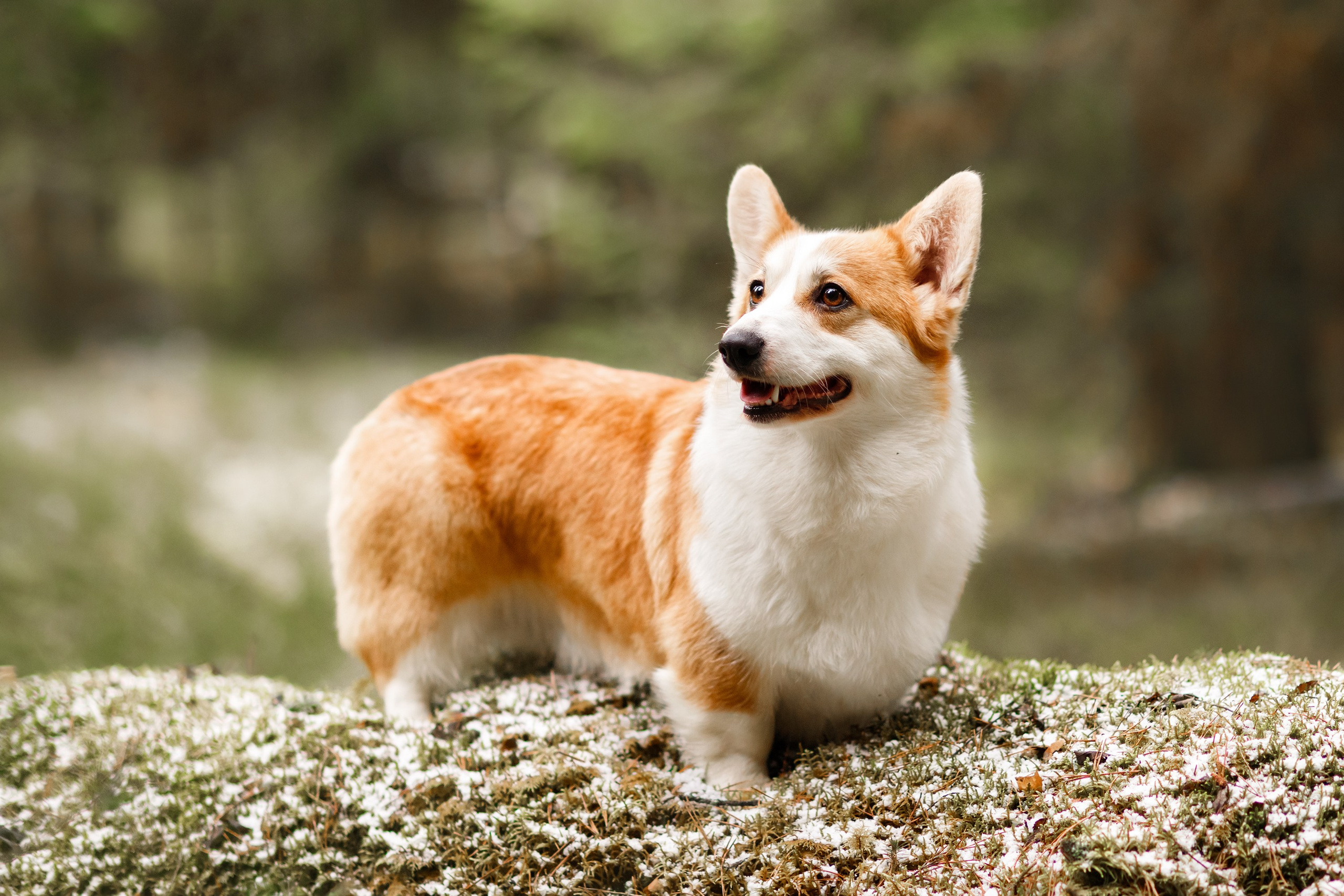 Corgi kennel & some other dogs in the forest. Kaja | fotograf psów we Wrocławiu