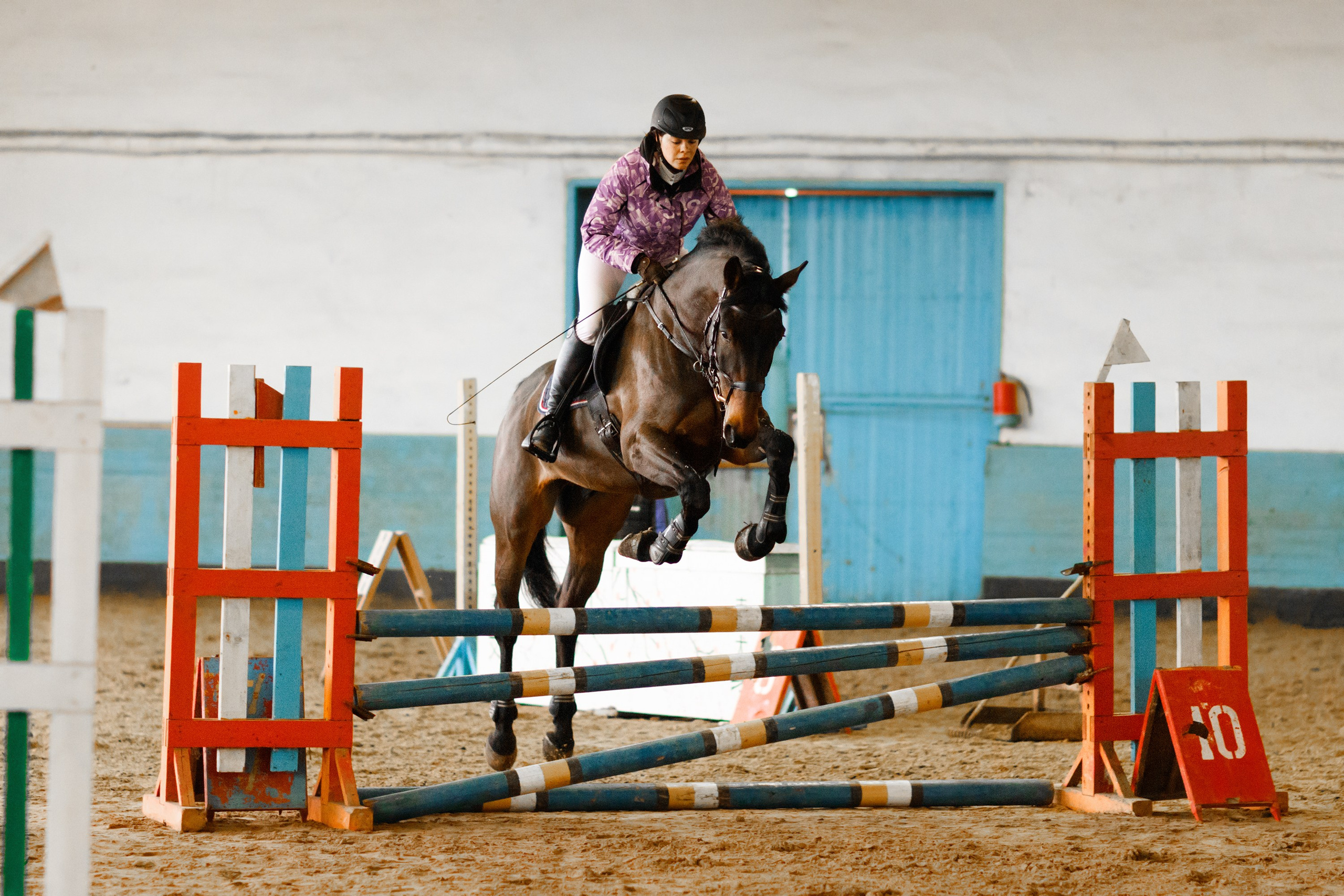 Winter show jumping in «Progress». Kaja | fotograf we Wrocławiu | ludzie i psy