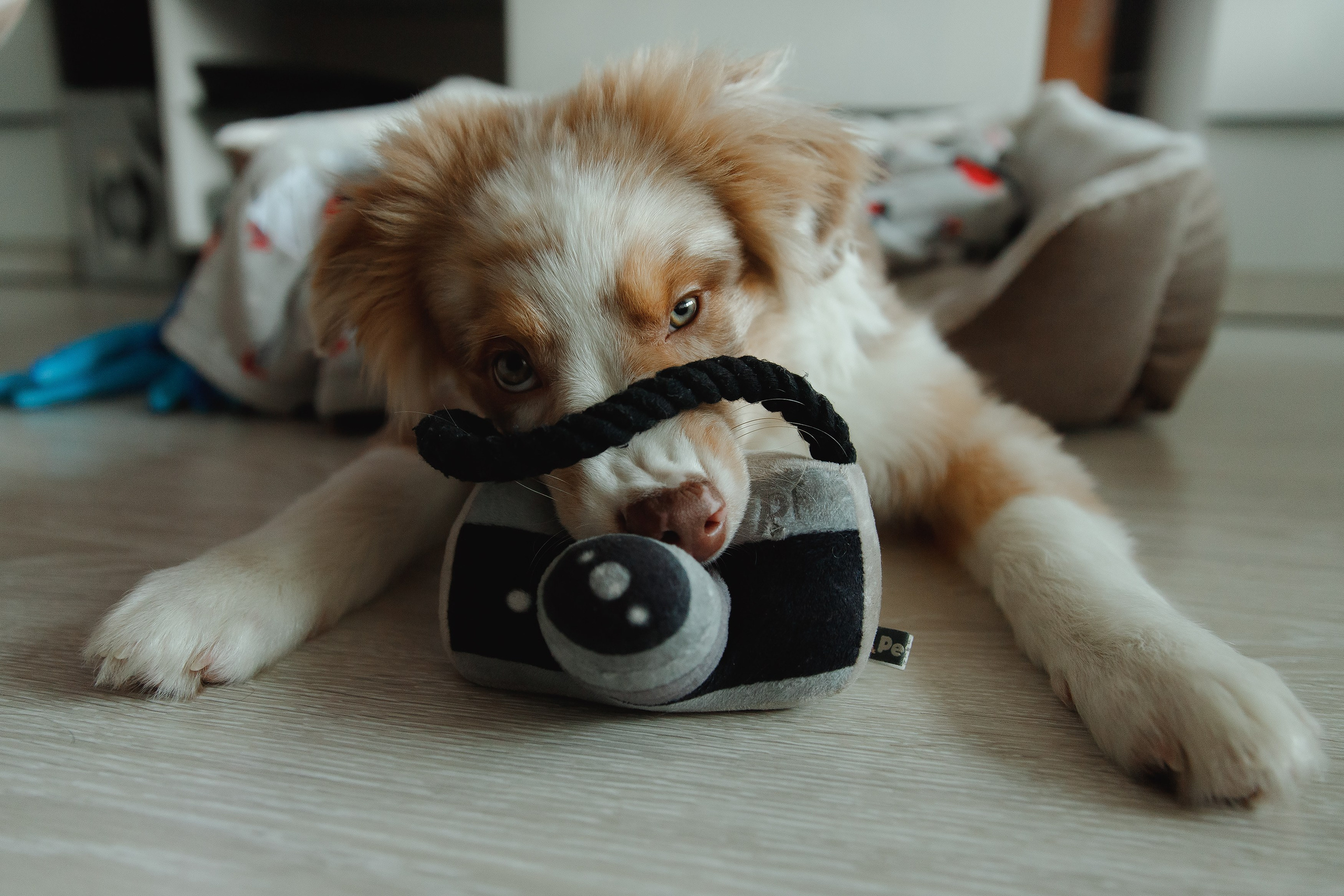 Fotografia psów Wrocław. Kaja | fotograf we Wrocławiu | ludzie i psy