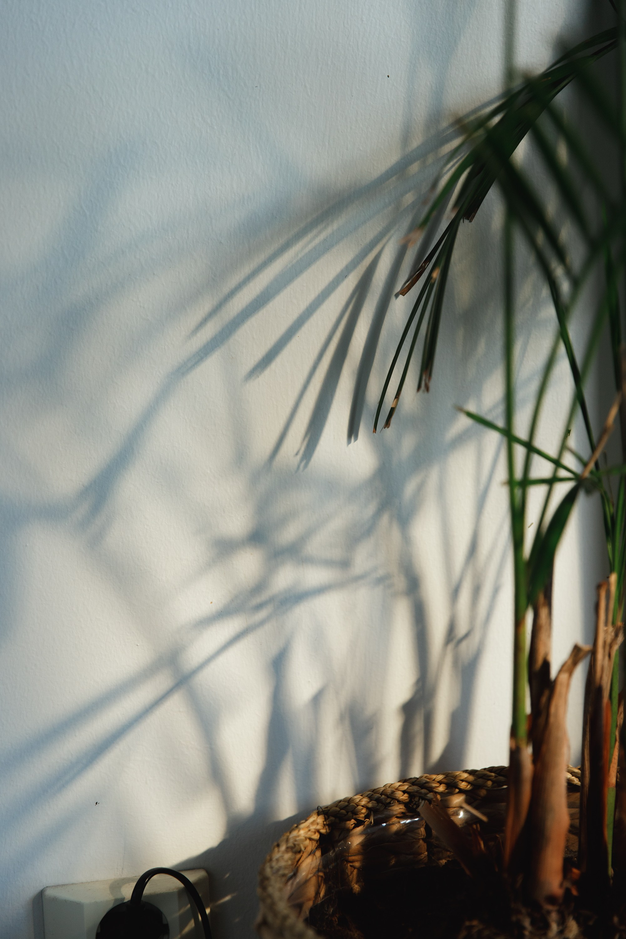 Boczka & Dimitrii. Kaja | fotograf we Wrocławiu | ludzie i psy