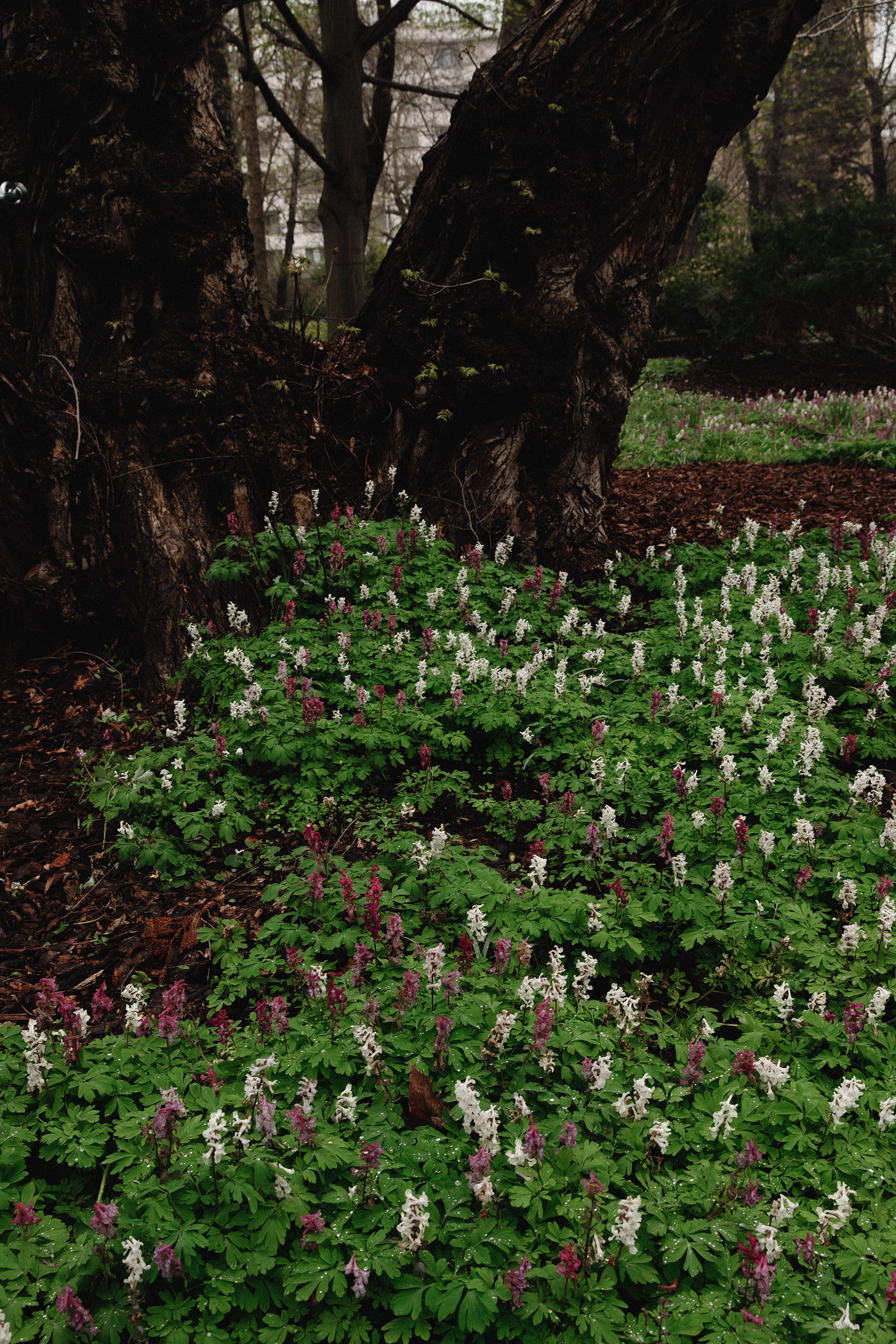 Botanical garden in Wroclaw. Kaja | fotograf we Wrocławiu | ludzie i psy