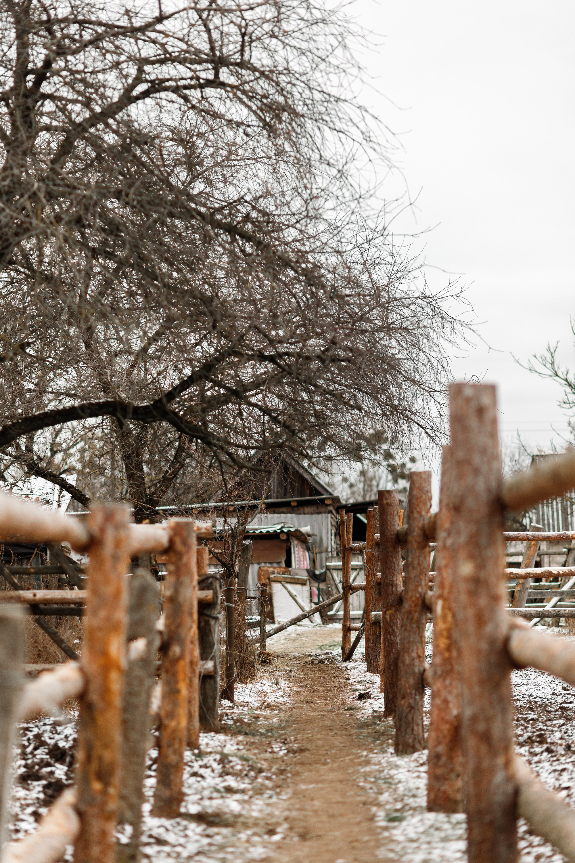 Winter stable. Kaja | fotograf psów we Wrocławiu