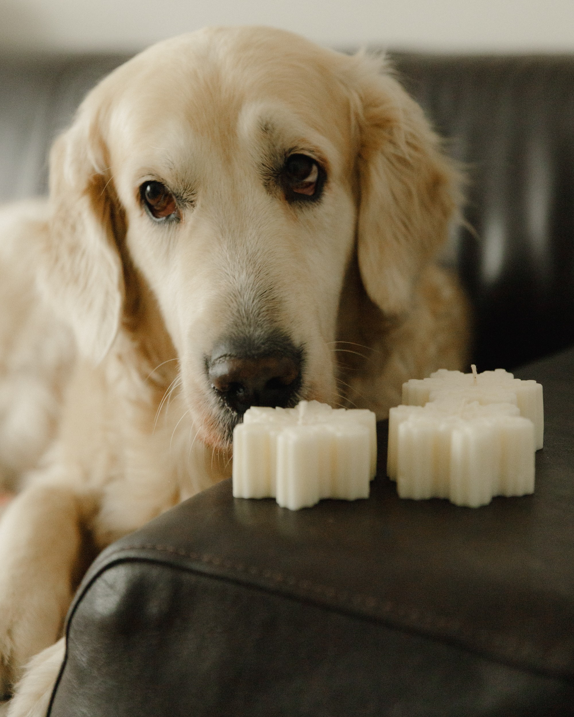 Candles | insta content. Kaja | fotograf we Wrocławiu | ludzie i psy