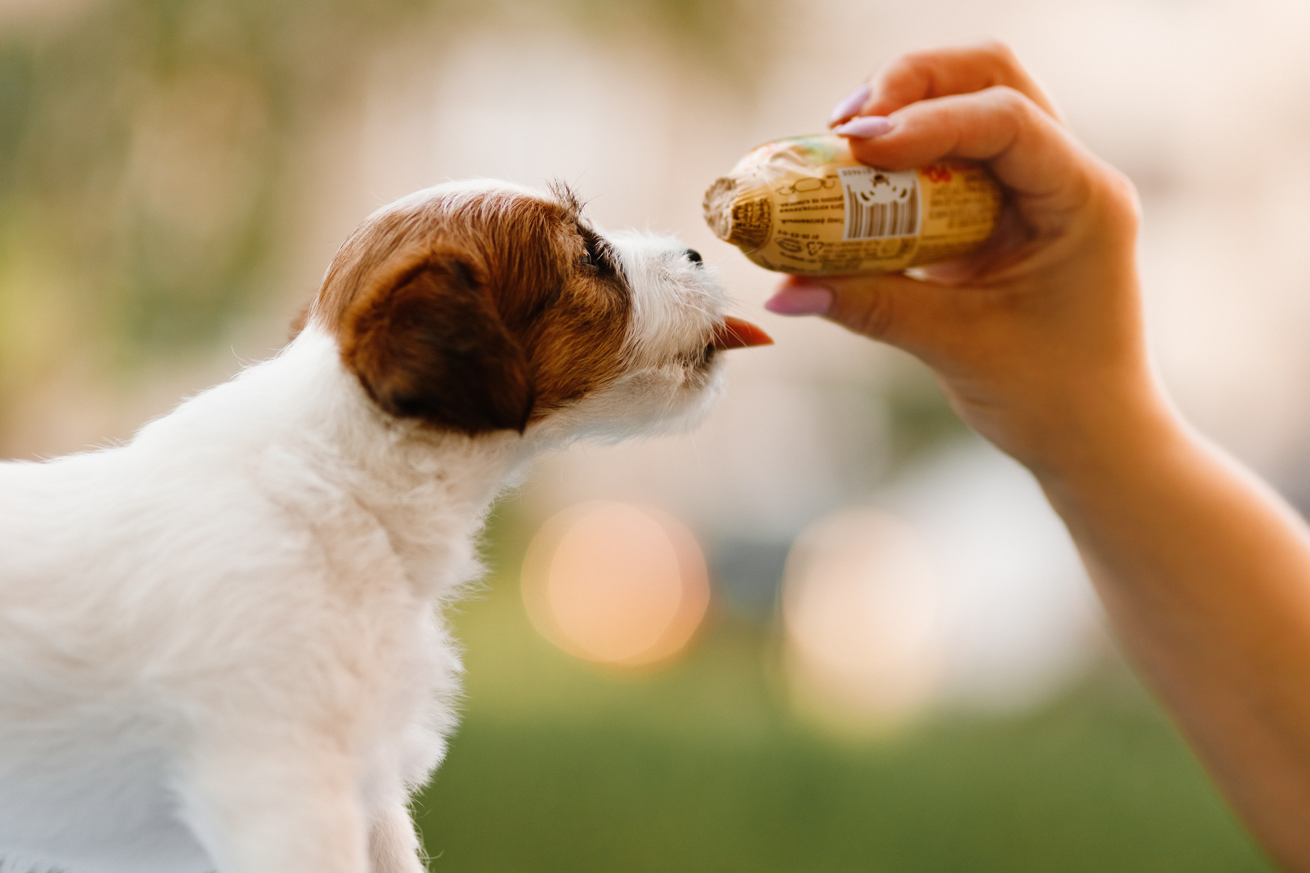 Jack russel puppies. Kaja | fotograf we Wrocławiu | ludzie i psy