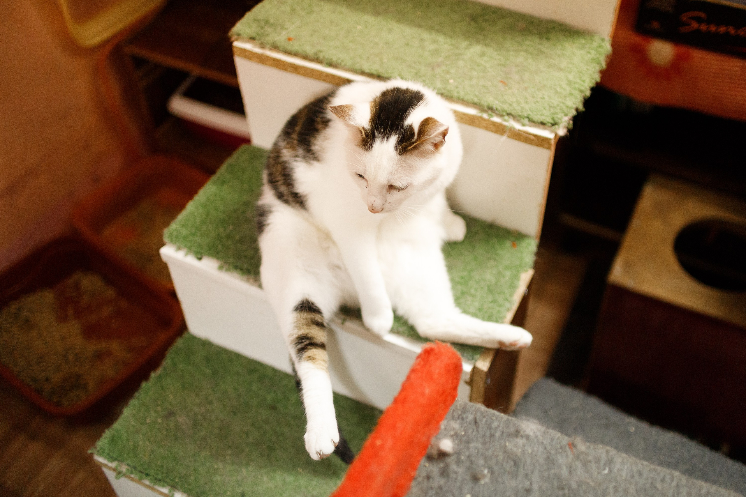 Shelter's cats for adoption. Kaja | fotograf we Wrocławiu | ludzie i psy