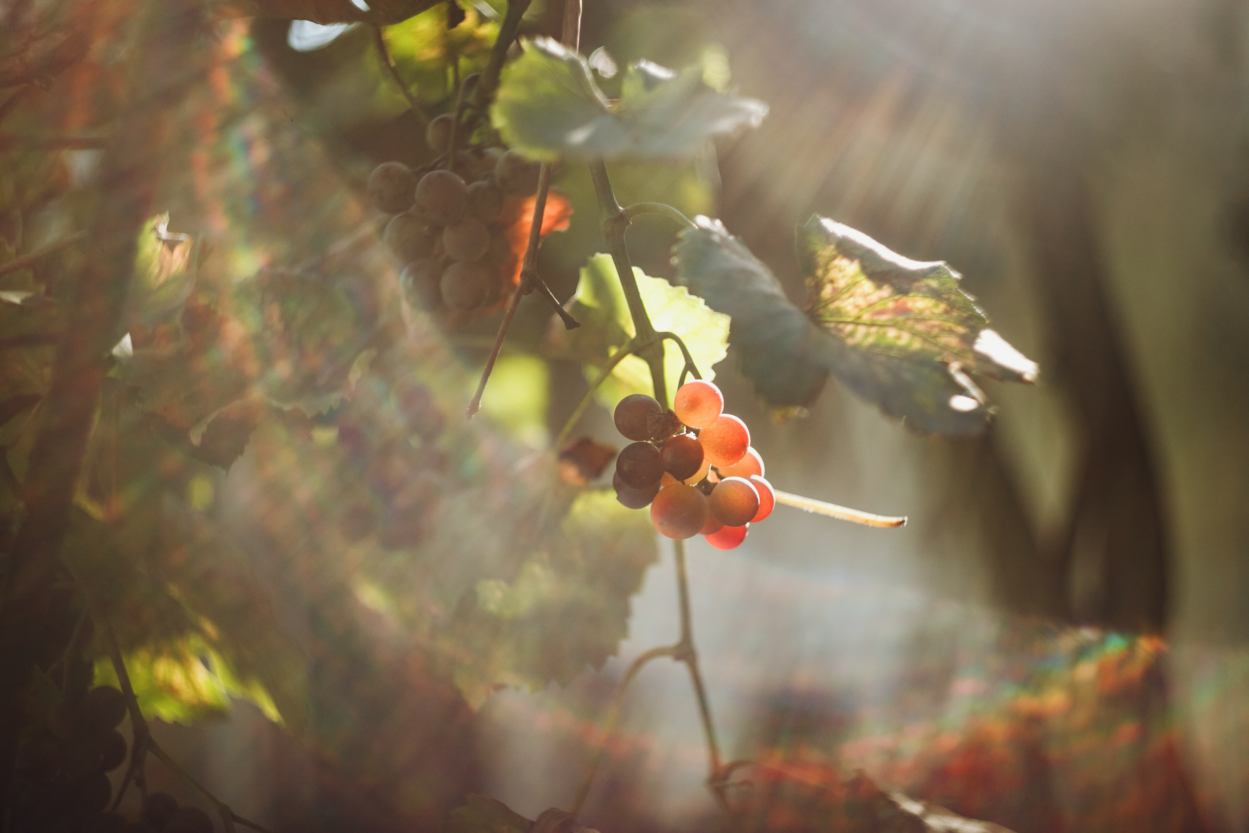 Grandmother's home in Brest. Kaja | fotograf we Wrocławiu | ludzie i psy