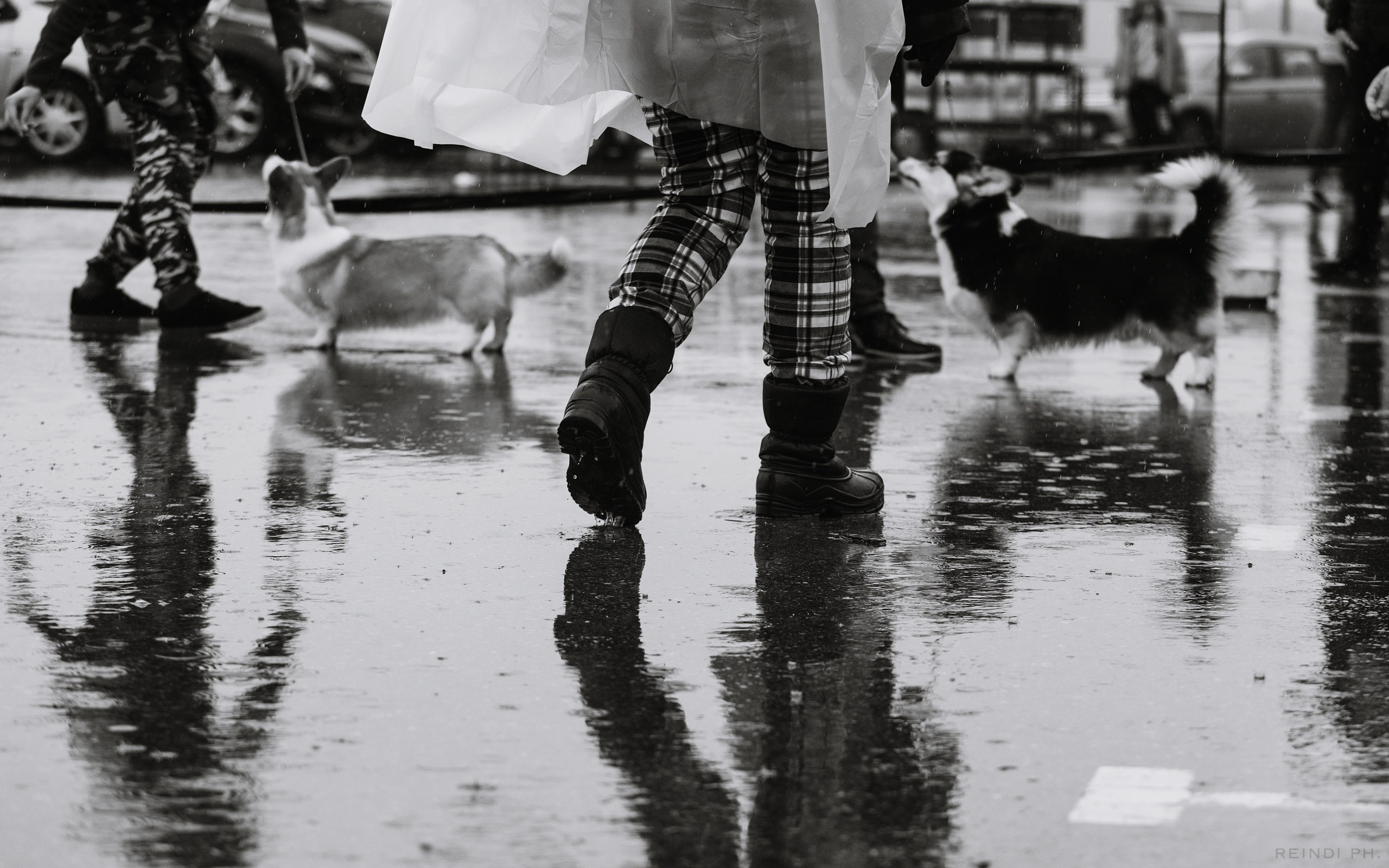 Rainy dog show in Grodno. Kaja | fotograf we Wrocławiu | ludzie i psy