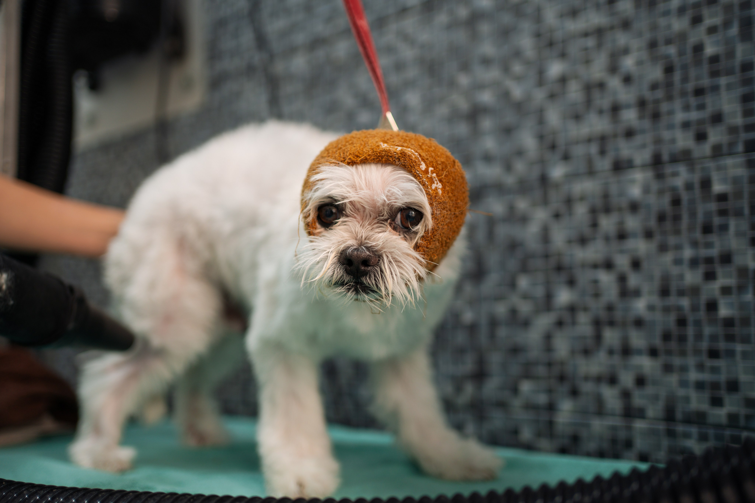 PetGroom Timisoara. Cozac Cristian Photographer