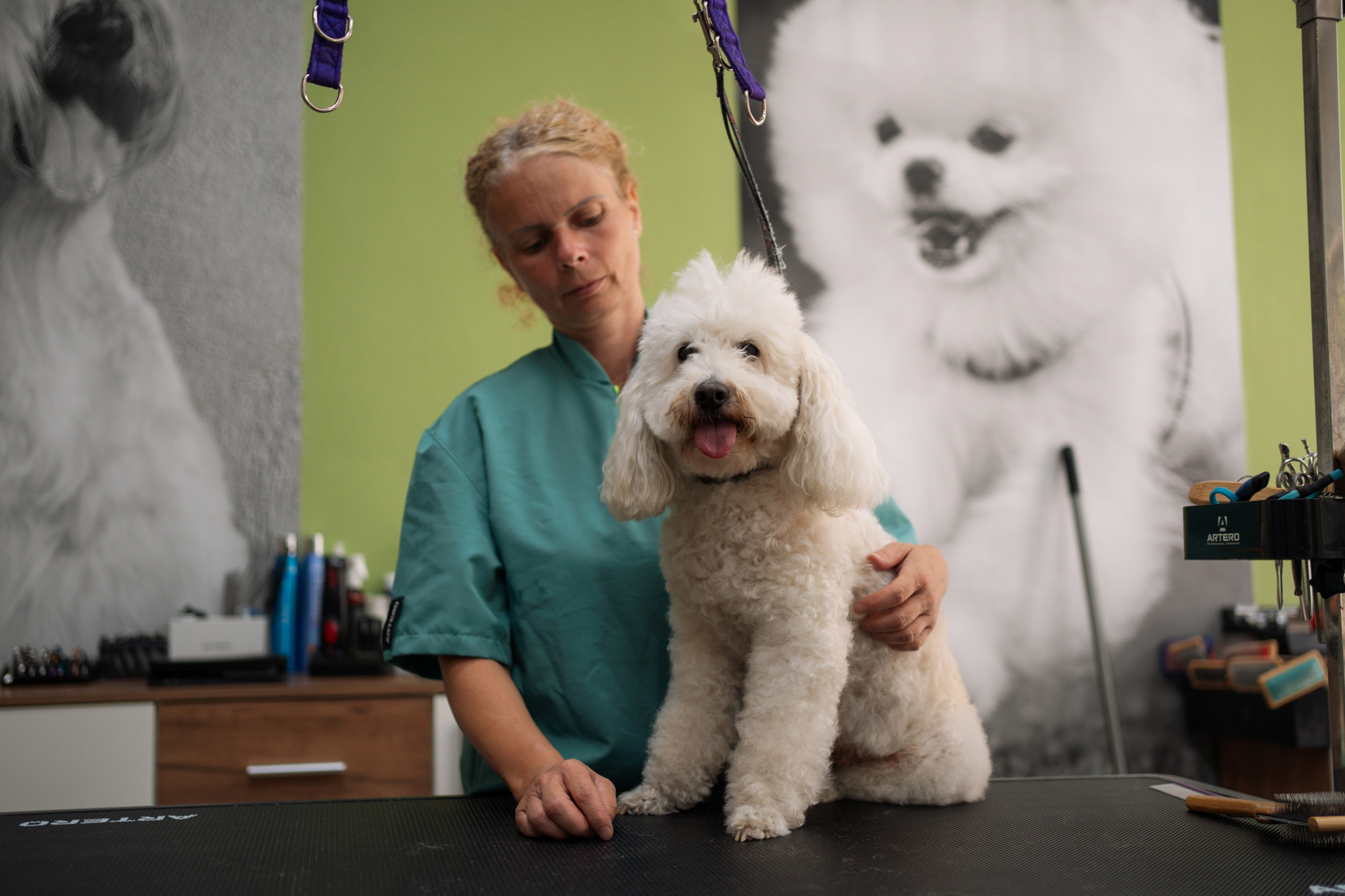 PetGroom Timisoara. Cozac Cristian Photographer