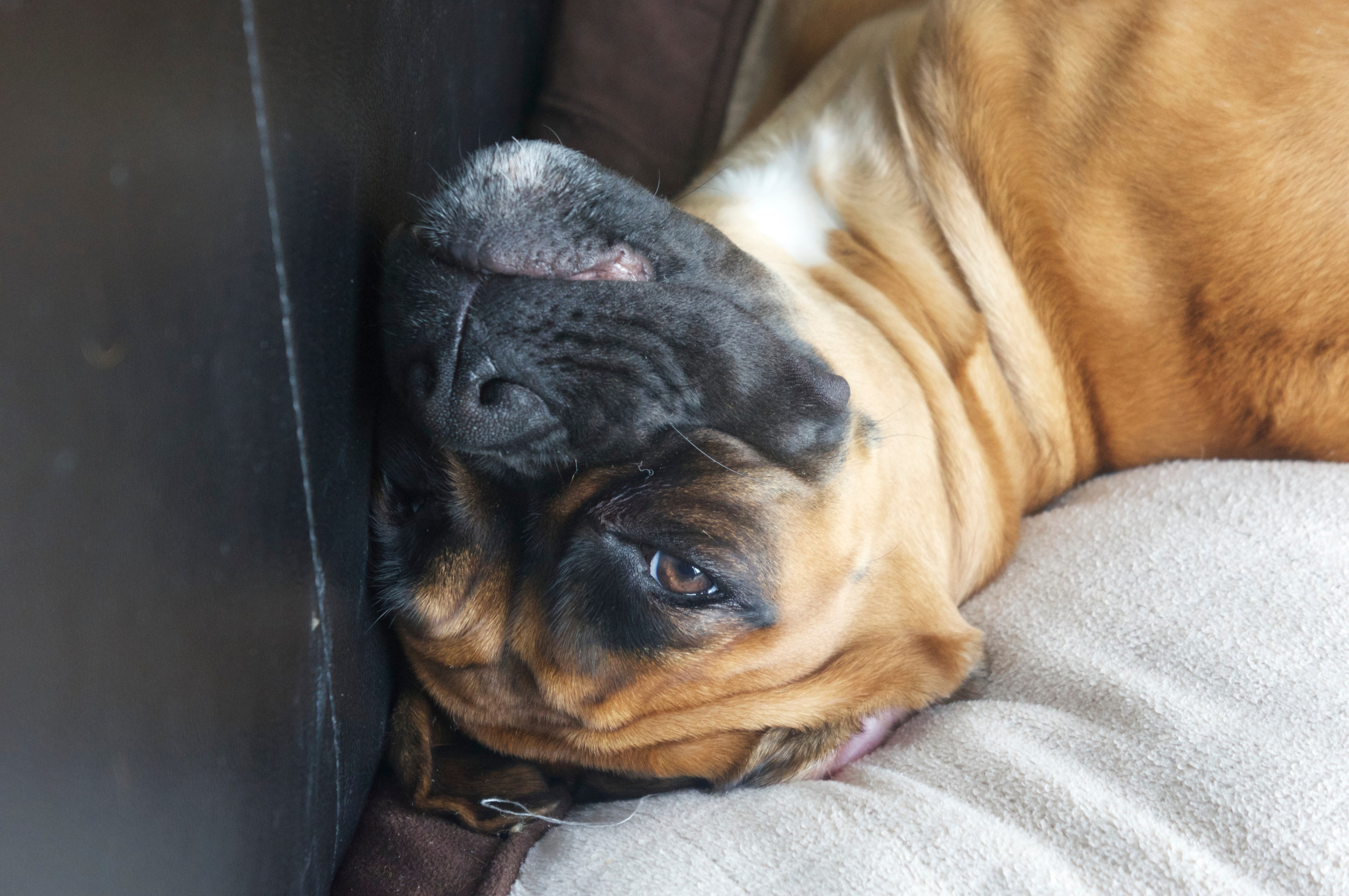 My ״Star״ Boxer Dog