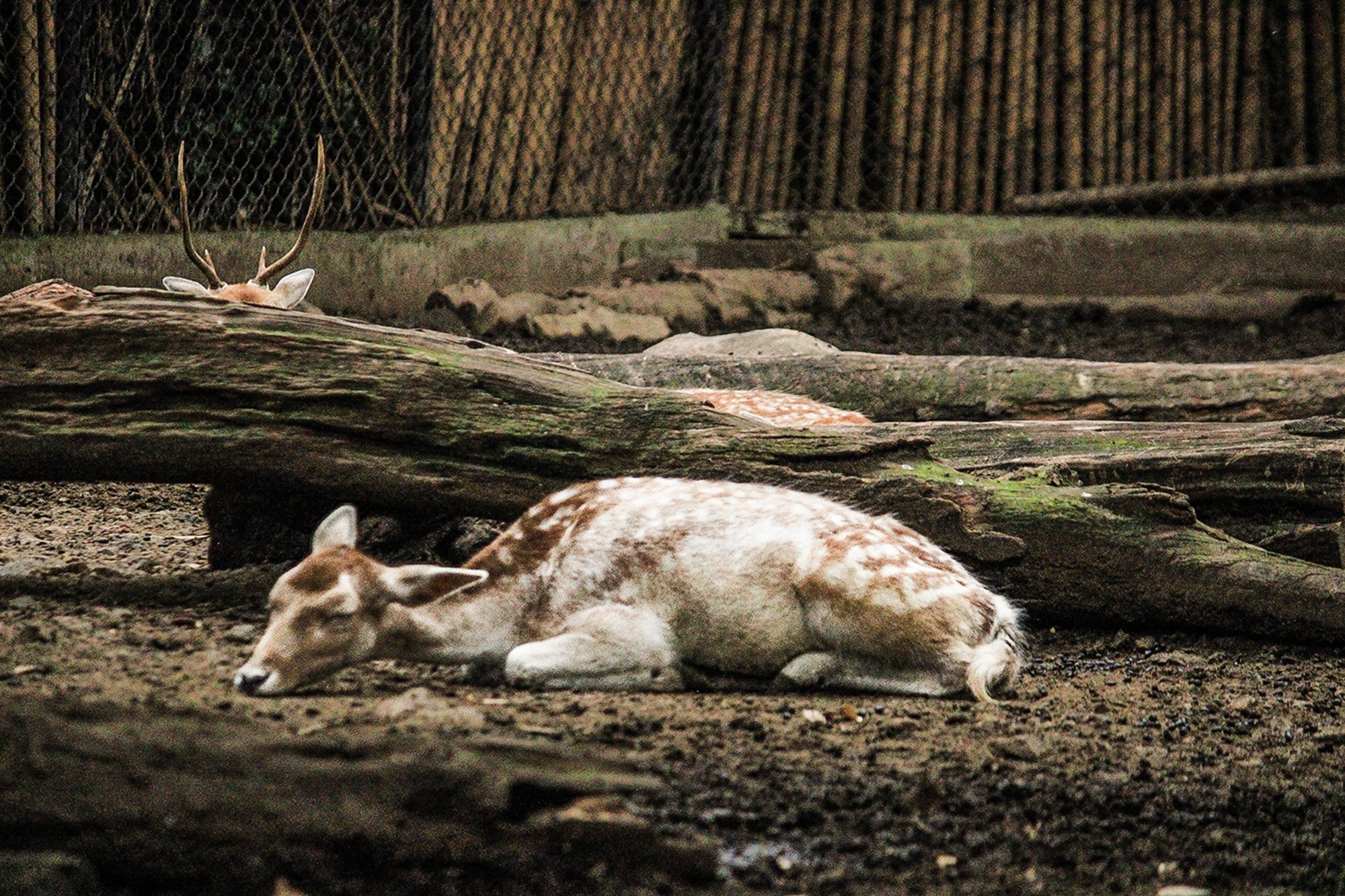 Animales y Naturaleza. Marisol Murillo Fotógrafa profesional en Chimalhuacán, Edo. de México