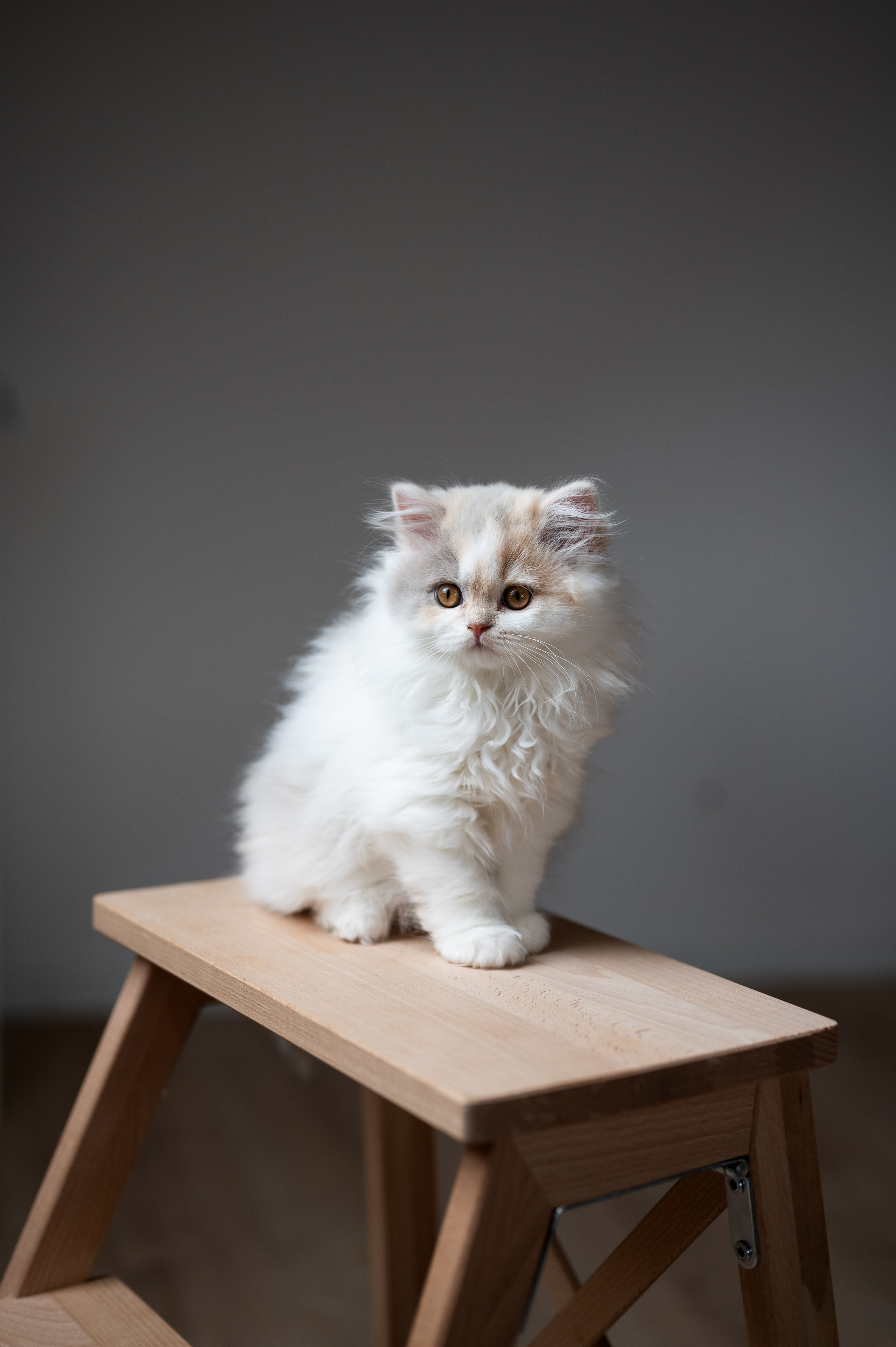 Kätzchen. Tierfotografie und Familienfotografie in der Hallertau
