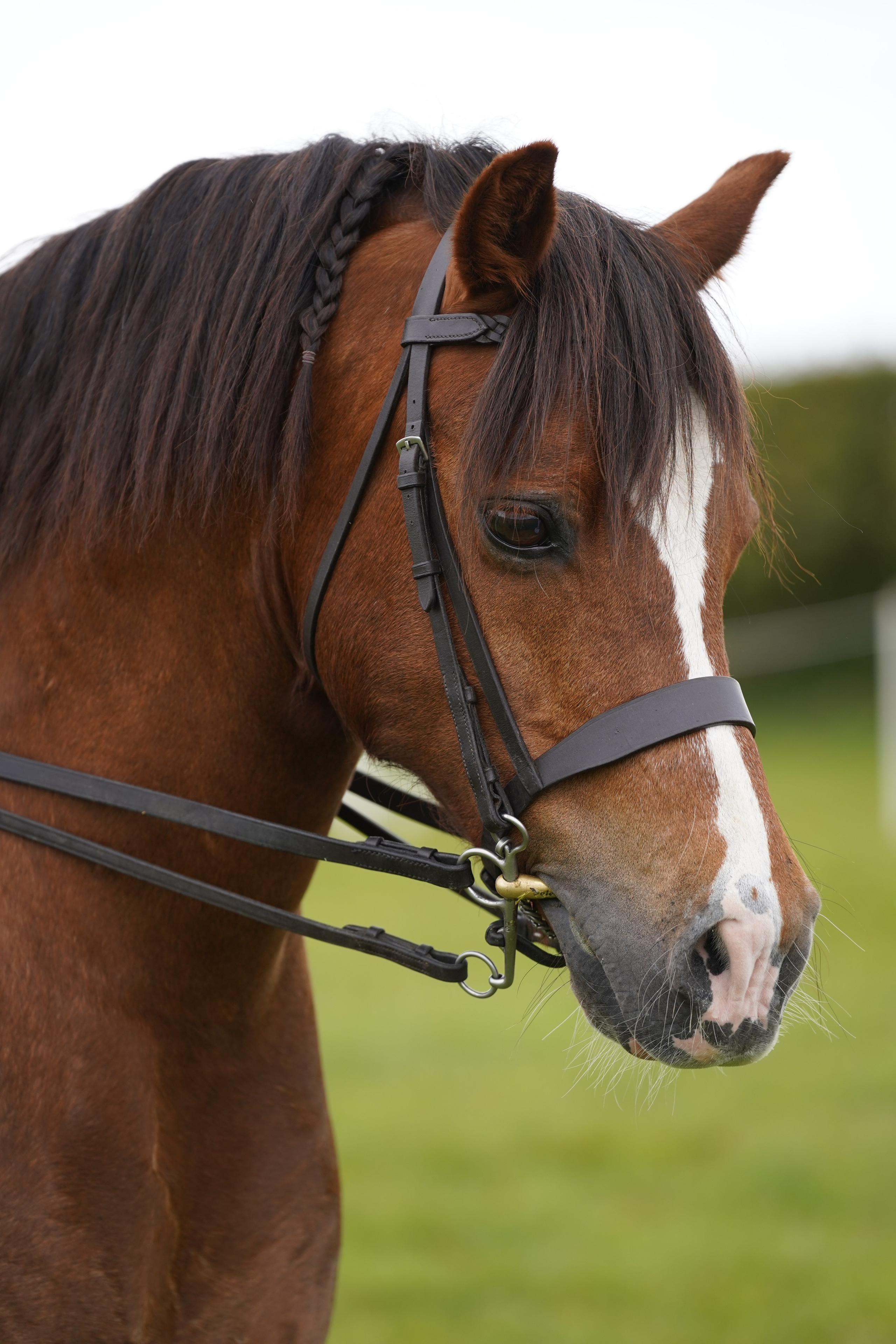 Headshots. Leicestershire Equine Photography by El | Authentic Equine Portraits & Events