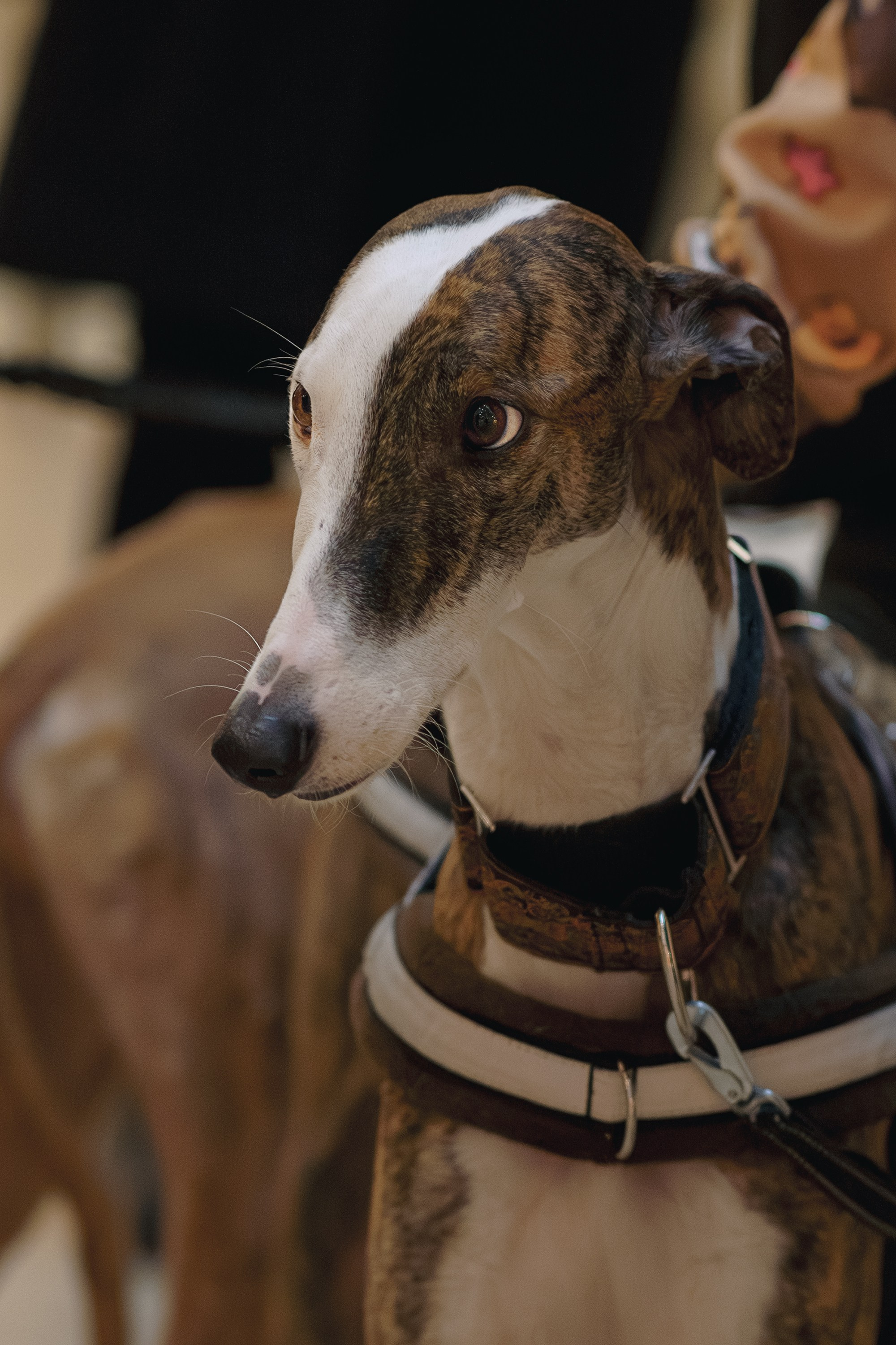 GalgoTreff / Solaris keskus 16 november. Kat Laisaar — Pet photographer in Tallinn