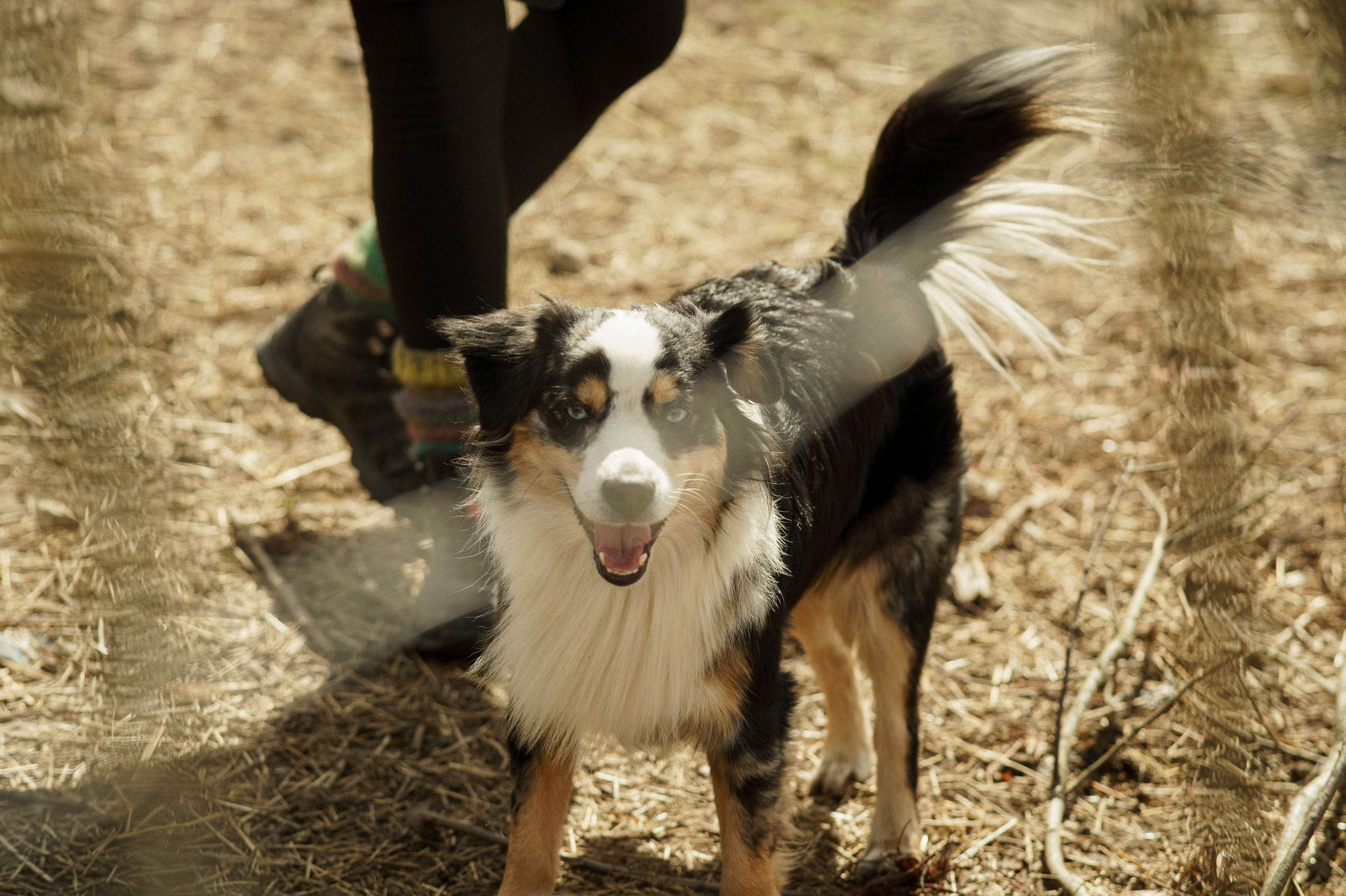 Herding Days, 26 apr. 2025. Kat Laisaar — Pet photographer in Tallinn