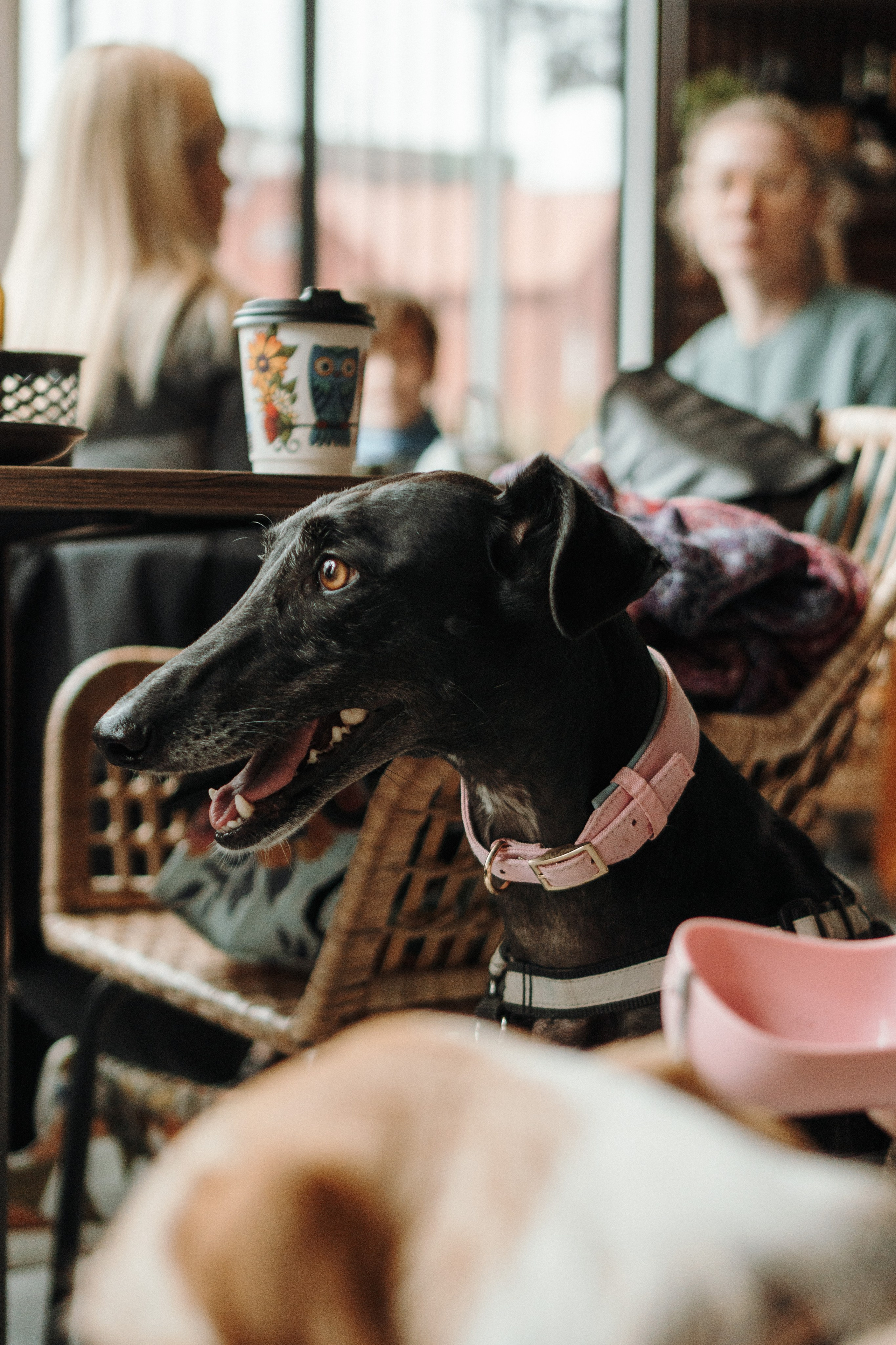 GalgoTreff / Mia Pagar 1 may, 2025. Kat Laisaar — Pet photographer in Tallinn