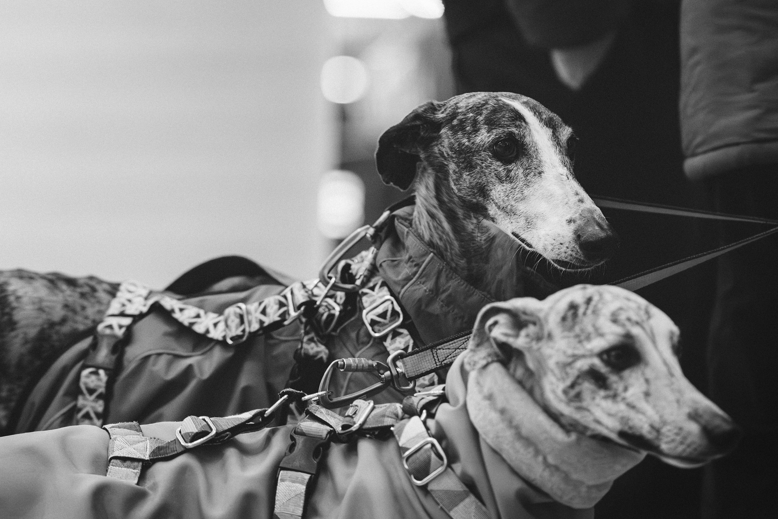 GalgoTreff / Solaris keskus 16 november. Kat Laisaar — Pet photographer in Tallinn