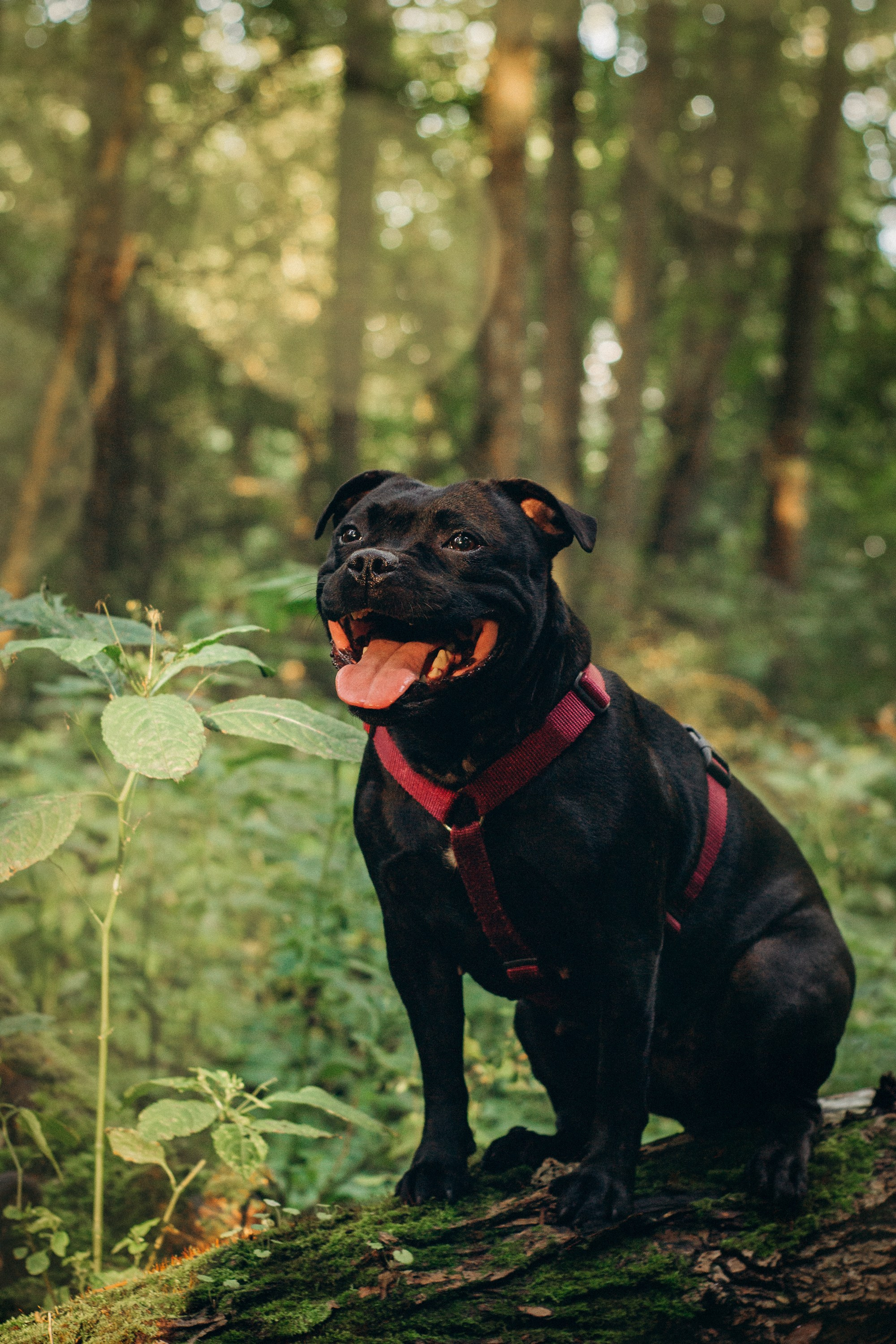 Severa and Barracuda, Staffordshire Bull Terriers. Kat Laisaar — Pet photographer in Tallinn