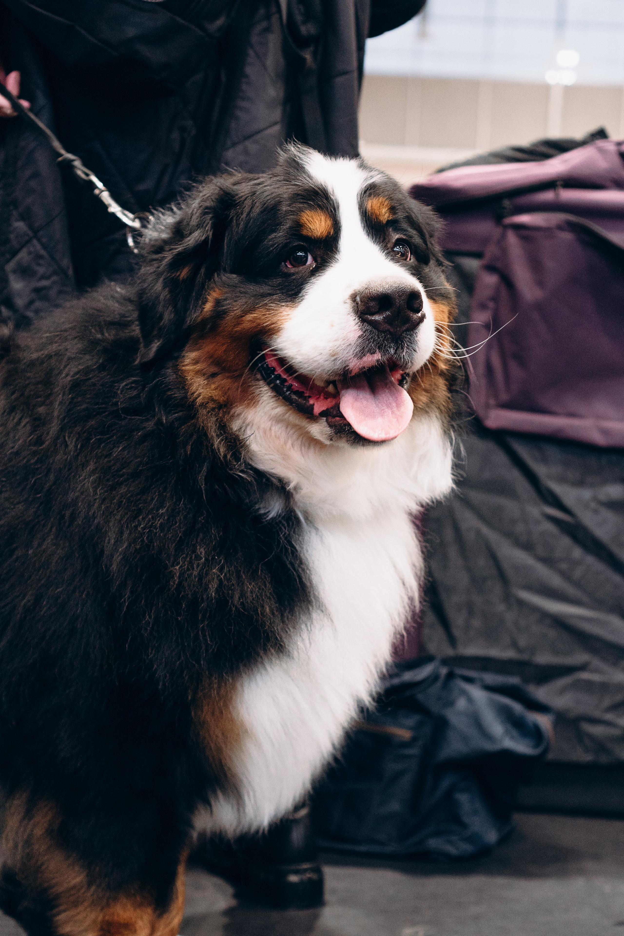 Pärnu dog weekend photo report. Kat Laisaar — Pet photographer in Tallinn