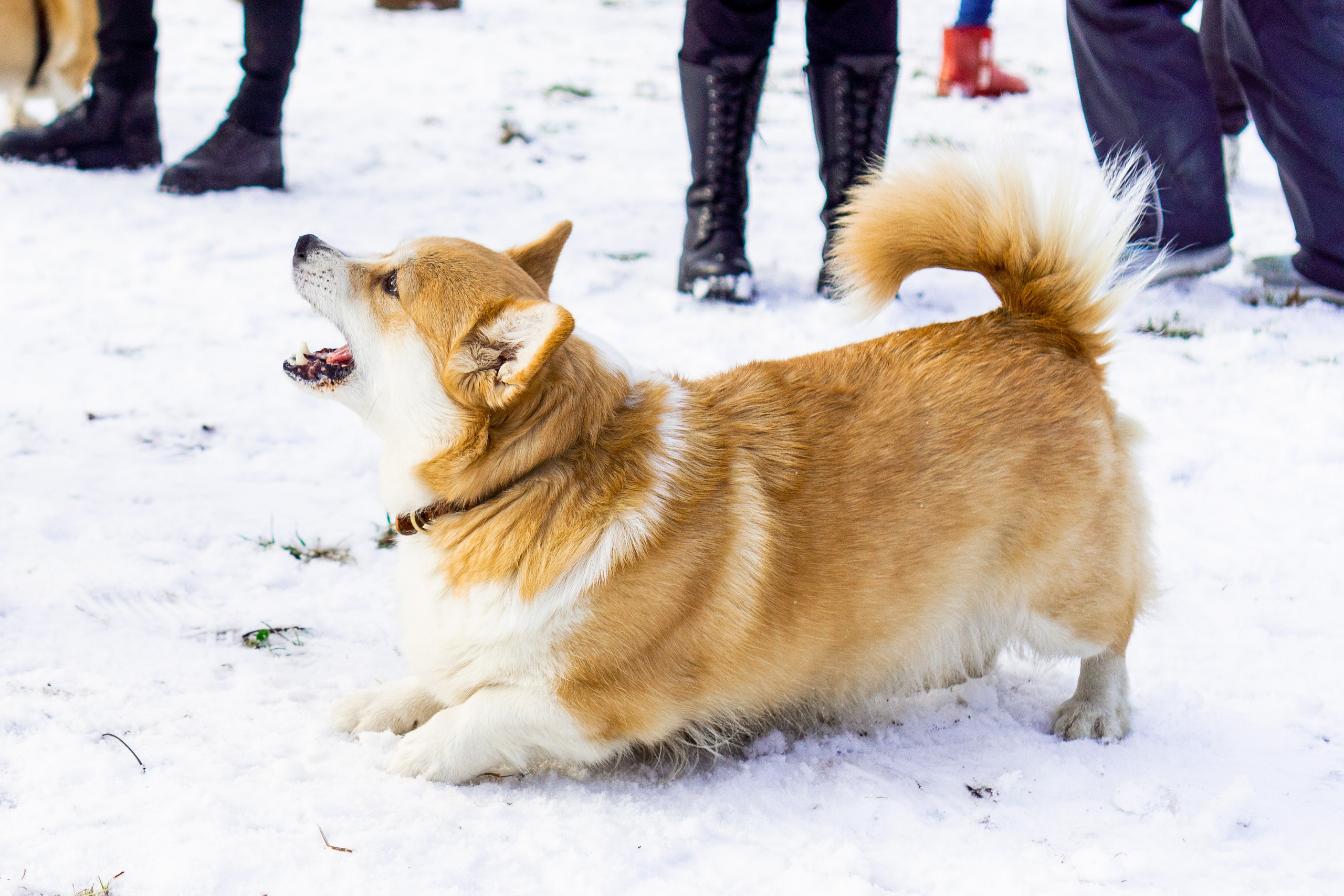 Corgi party, 23 feb. 2025. Kat Laisaar — Pet photographer in Tallinn