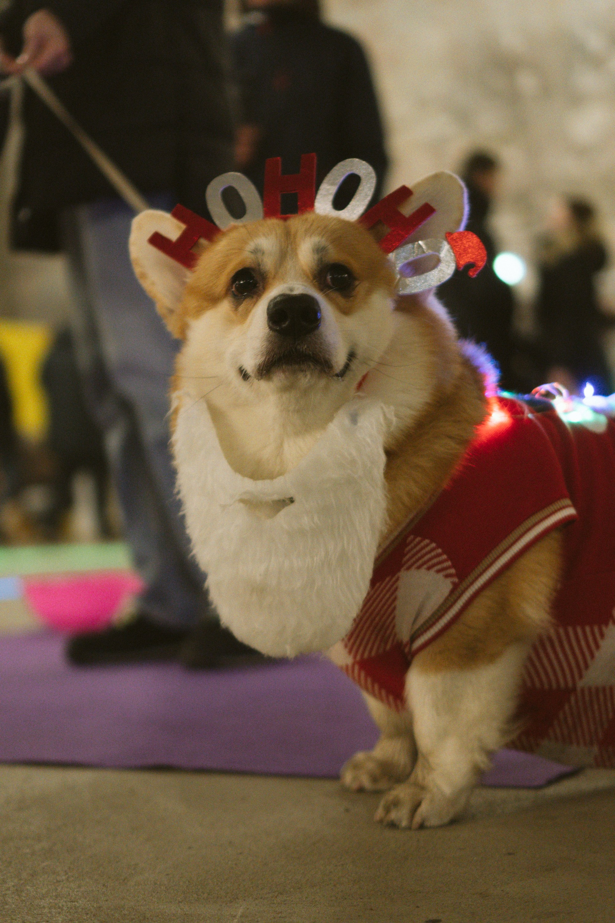 Corgi Fest, Christmas edition. Kat Laisaar — Pet photographer in Tallinn